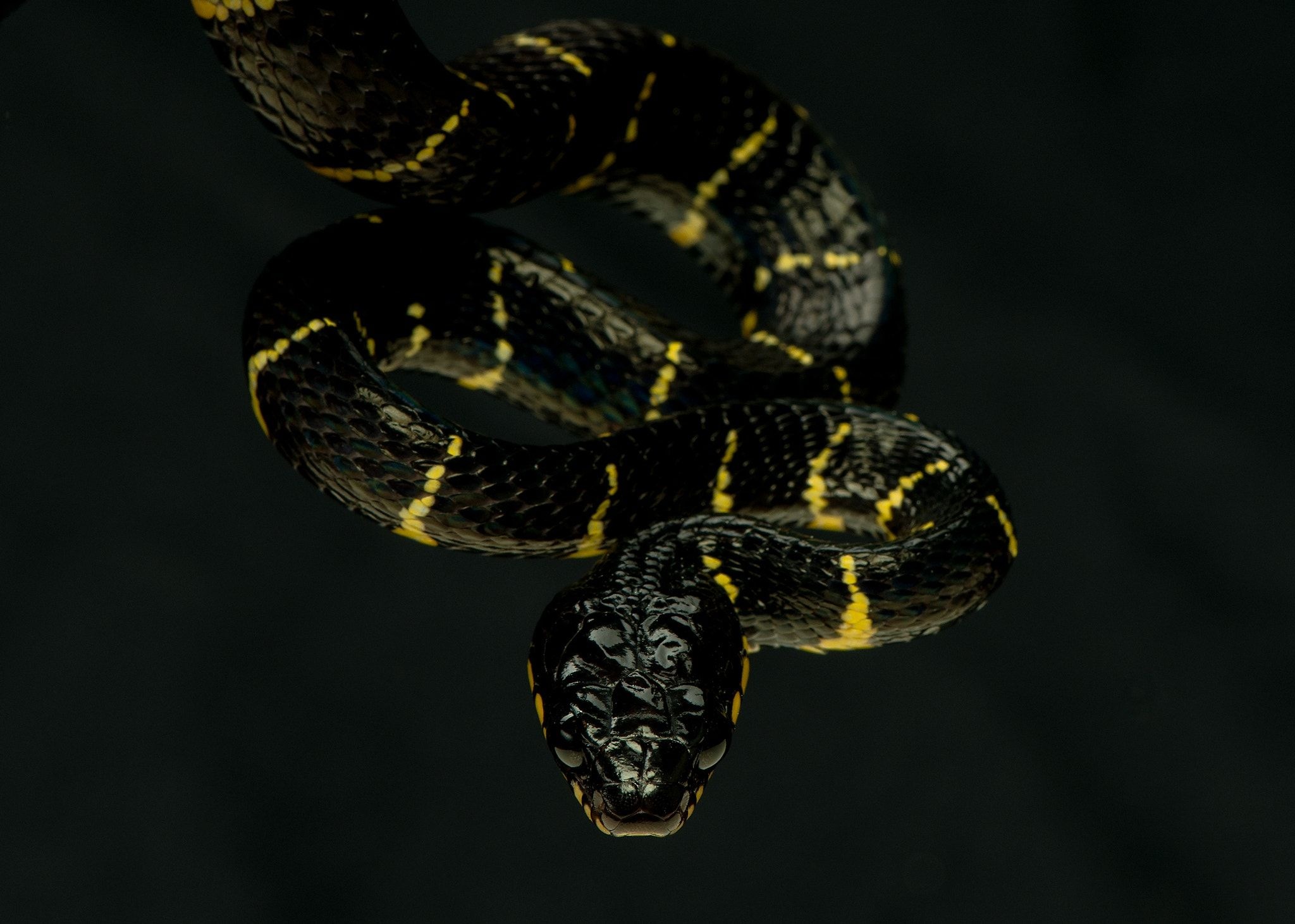 Boiga snake, Mangrove habitat, Attack mode, Reptile behavior, 2050x1470 HD Desktop
