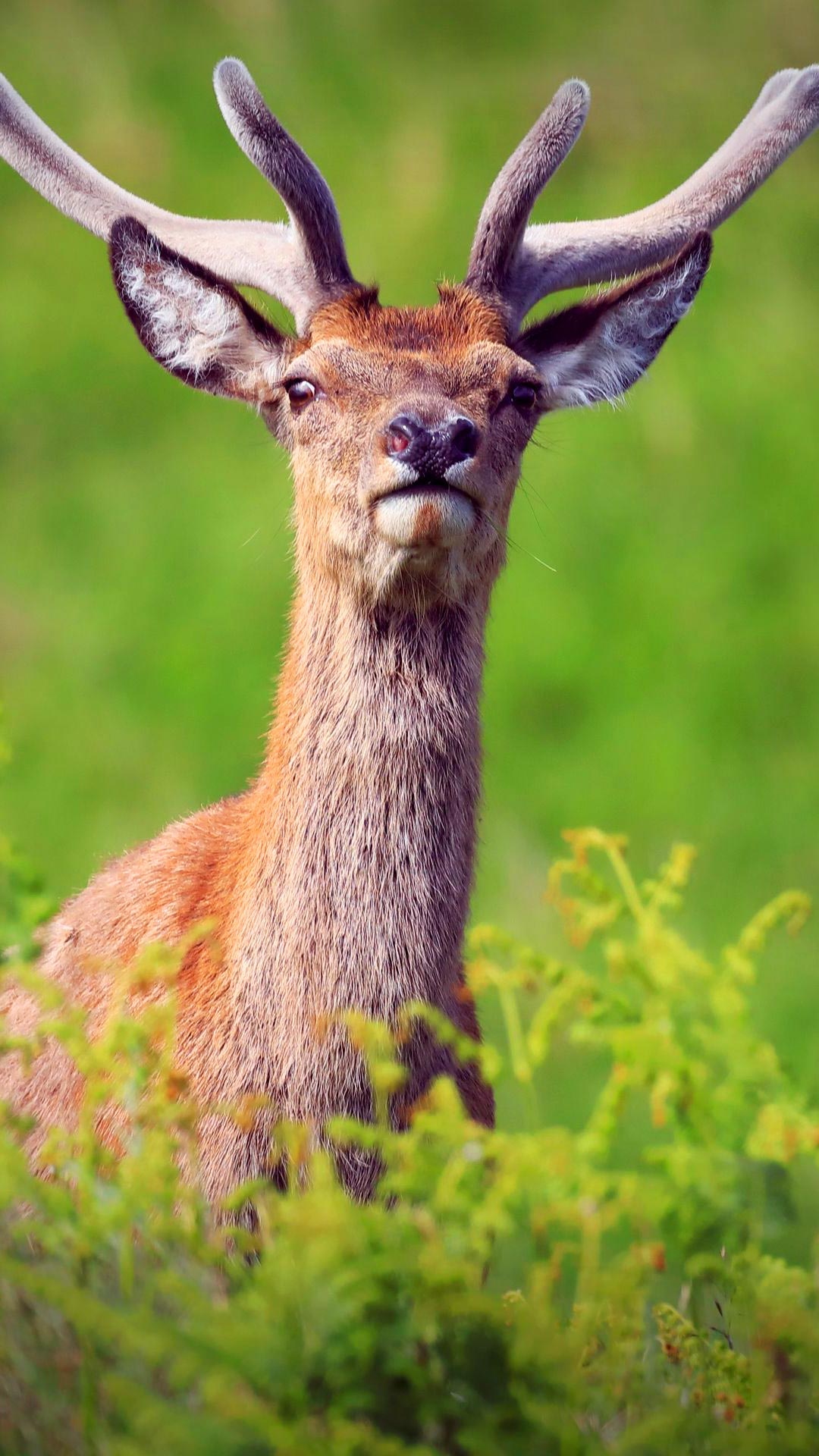 Deer wallpapers, High quality backgrounds, HD 4K, Wildlife, 1080x1920 Full HD Handy