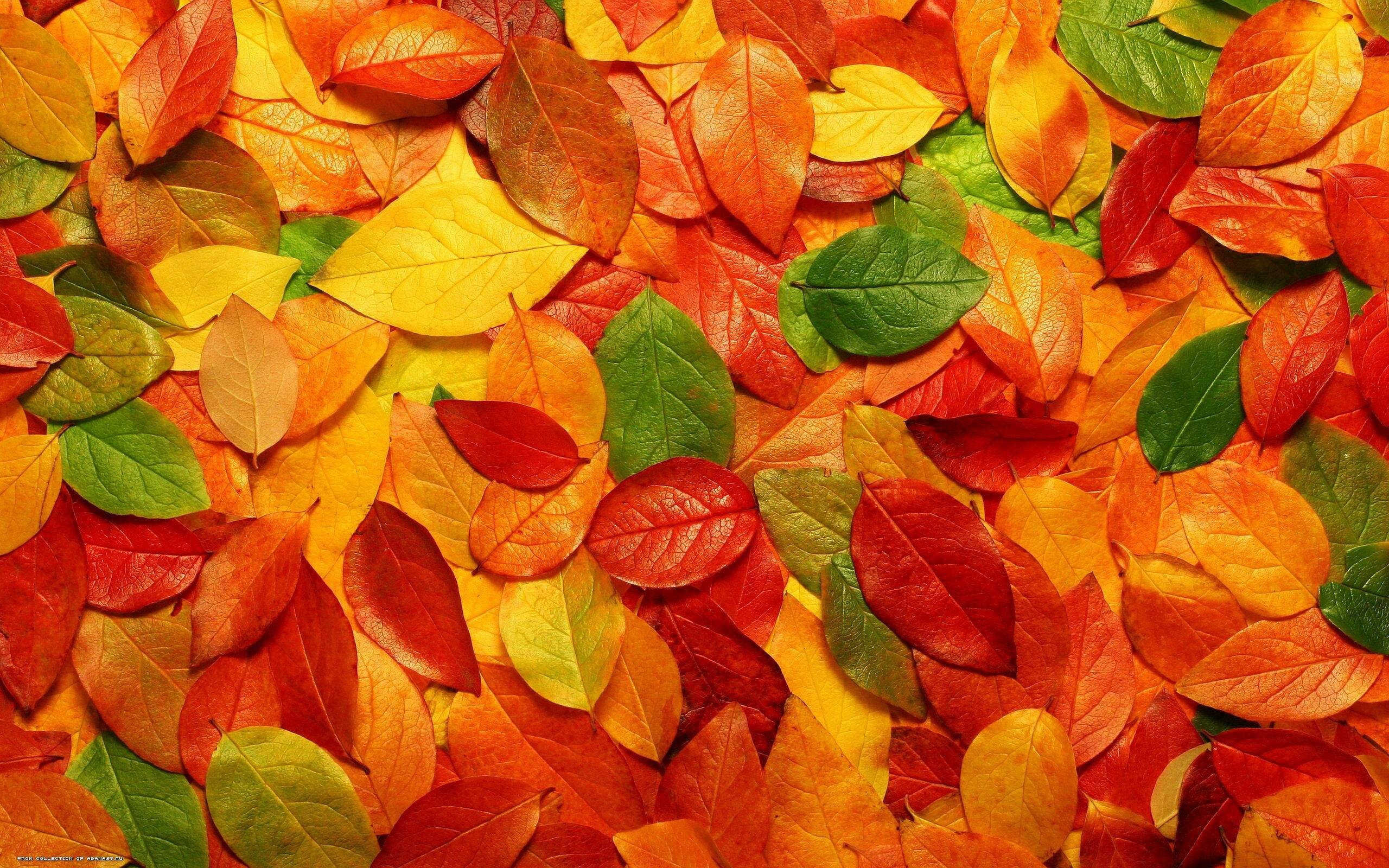 Leaf: Autumn, Blade is the broad portion, which is also referred to as the lamina. 2560x1600 HD Wallpaper.