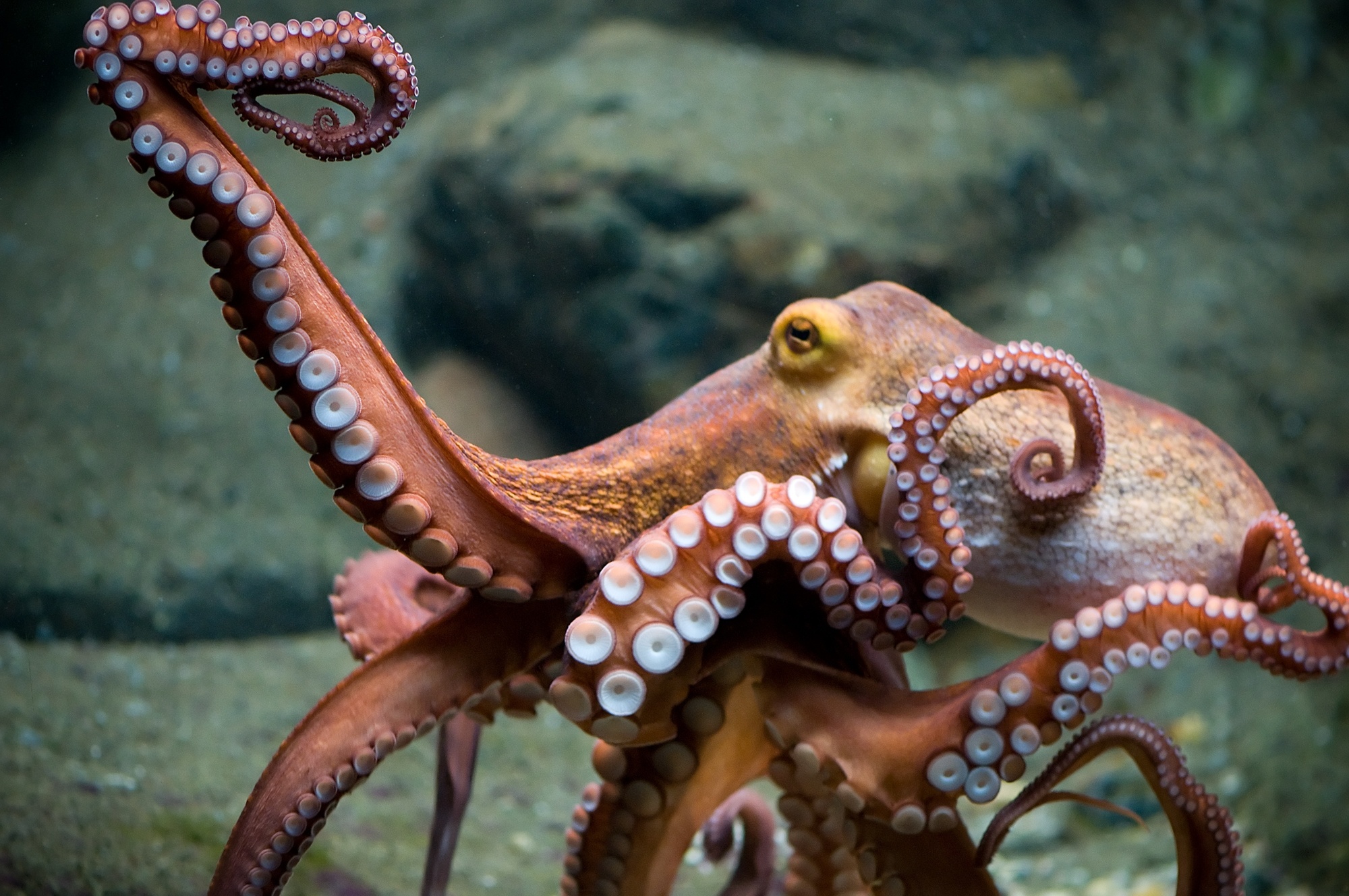 HD octopus wallpapers, Stunning cephalopod images, Captivating wallpaper collection, Sea creature beauty, 2000x1330 HD Desktop