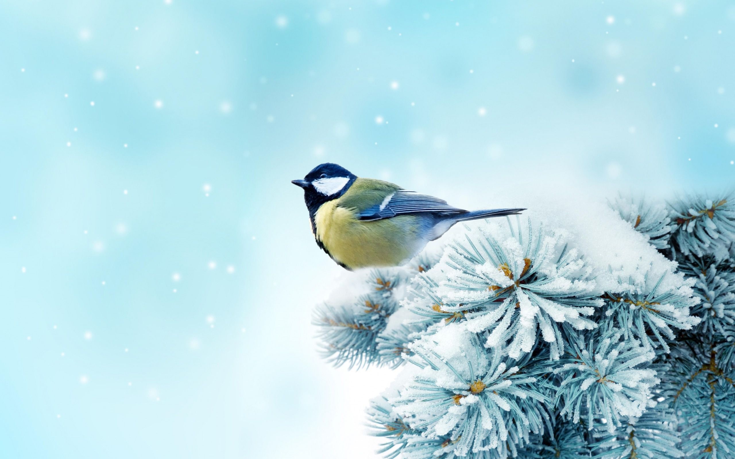 Birds, Snow, Free wallpapers, Backgrounds, 2560x1600 HD Desktop