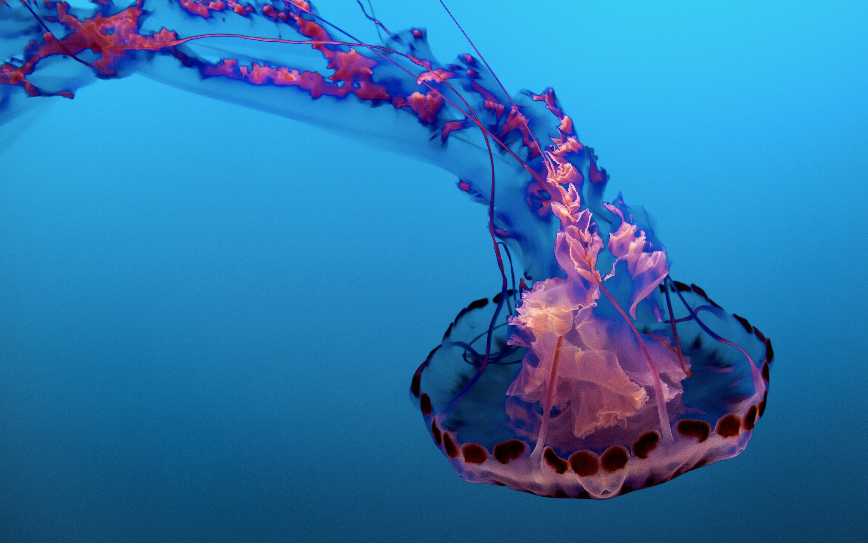 Glowing Jellyfish: Sea life aquarium, The medusa, Purple marine organism with stinging tentacles. 2880x1800 HD Background.
