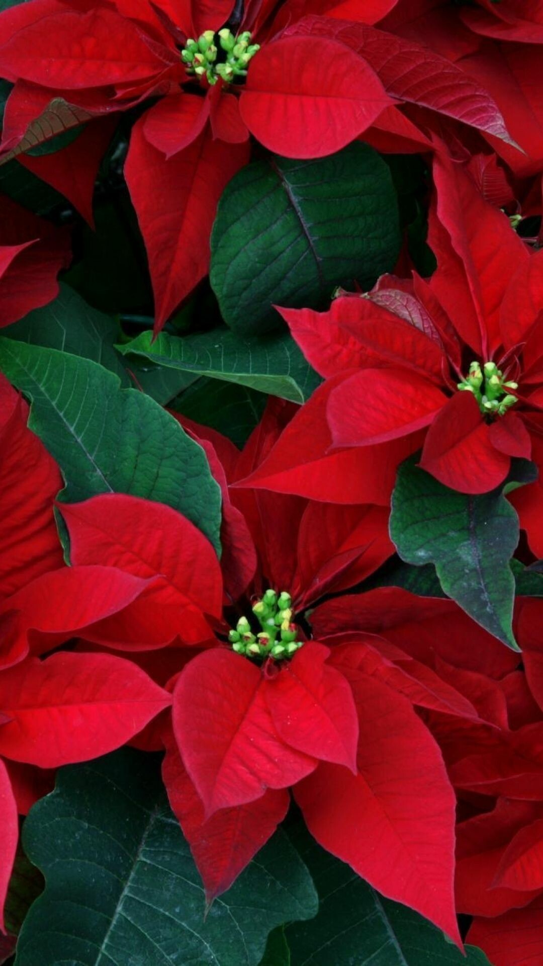 Poinsettia: The traditional red, white, pink, burgundy, marbled and speckled colors. 1080x1920 Full HD Background.