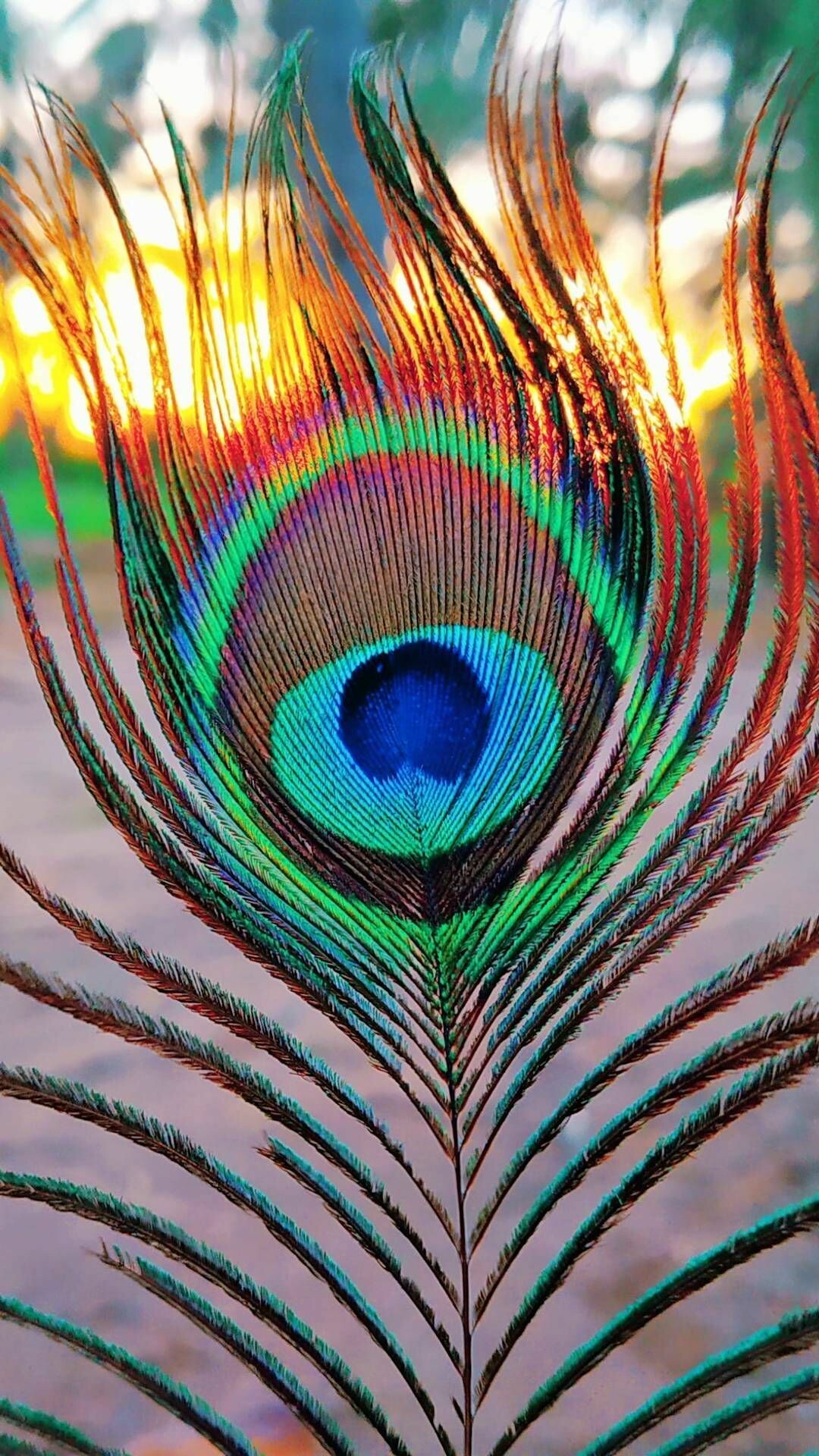 Peacock: There are 3 peafowl species; two Asiatic species and one African species. 1080x1920 Full HD Background.