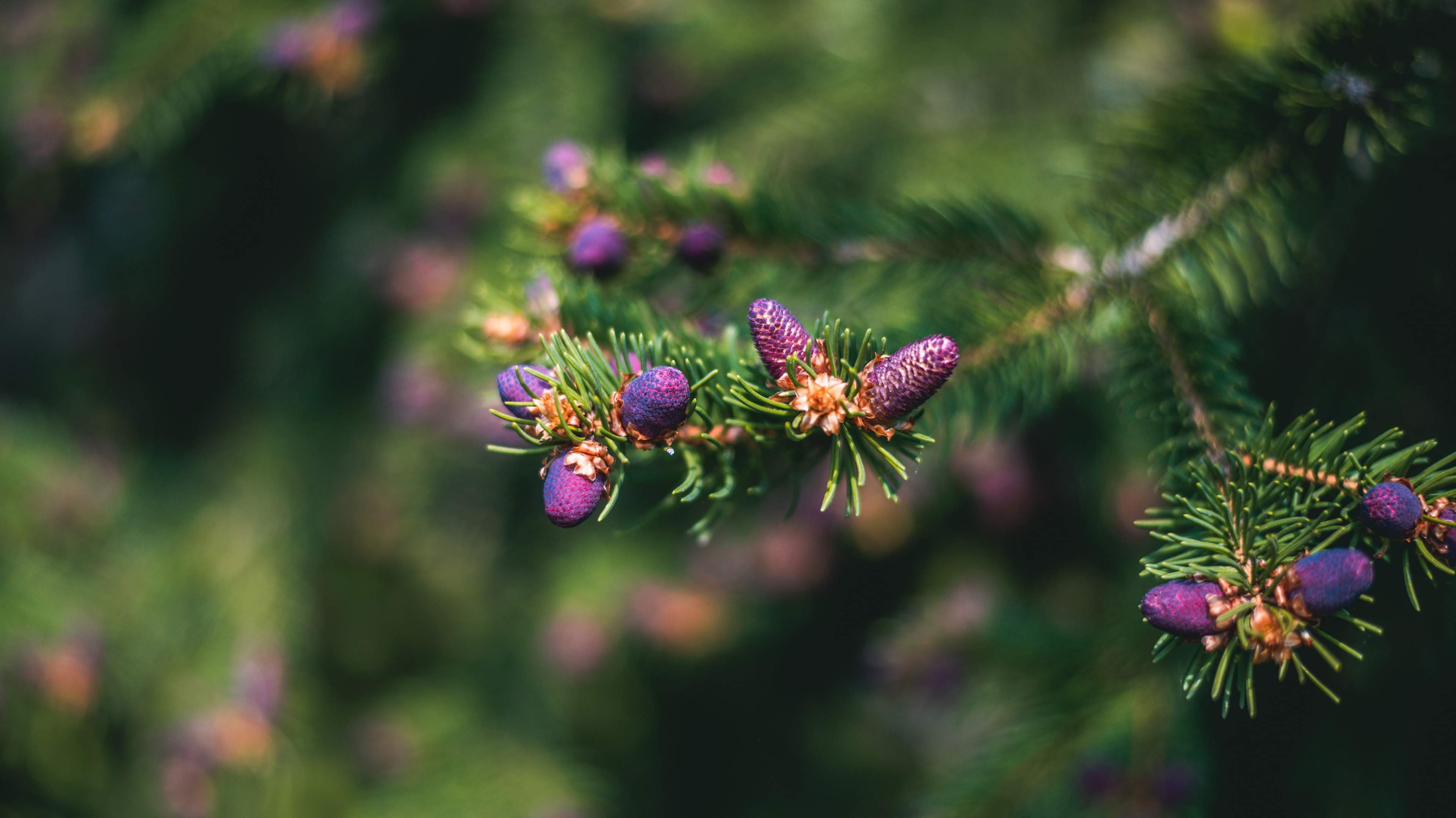 Spruce cone, Macro photography, Detailed texture, Botanical exploration, 3840x2160 4K Desktop