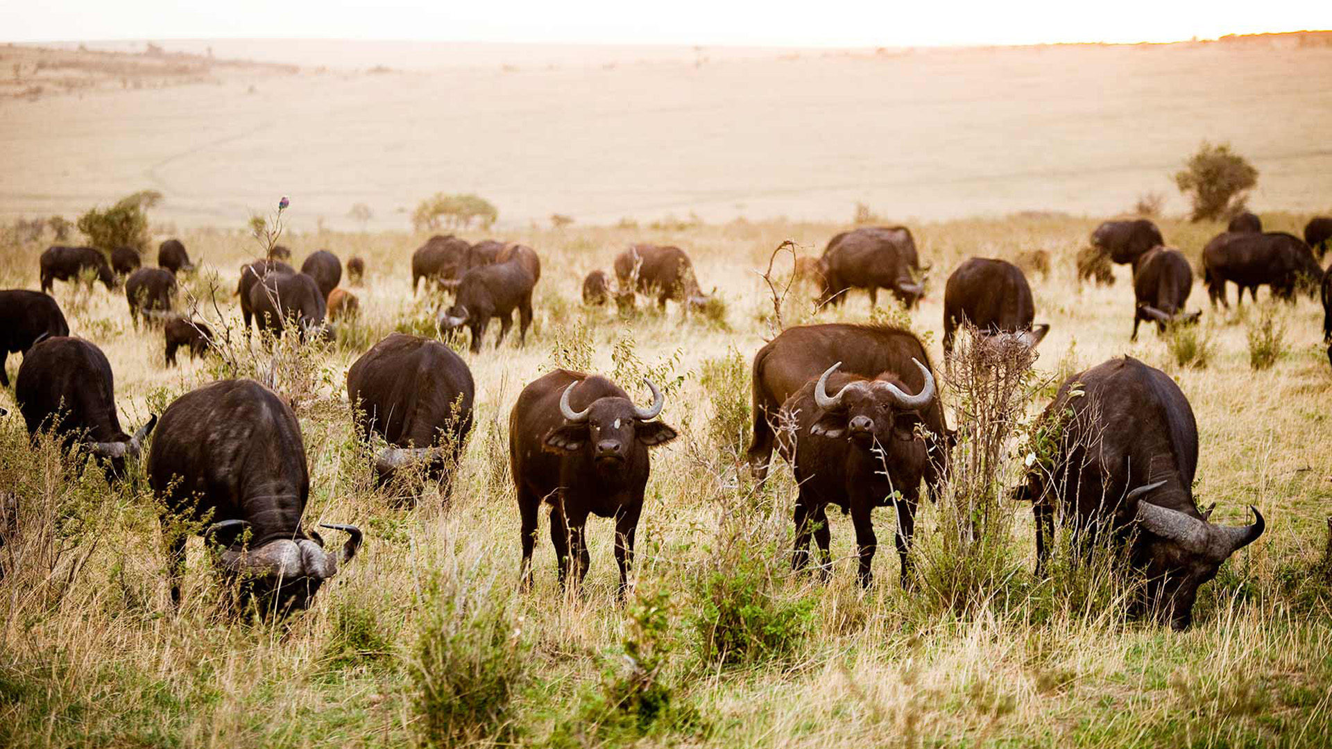 Cape buffalo, Maasai Mara Reserve, East Africa, 1920x1080 Full HD Desktop