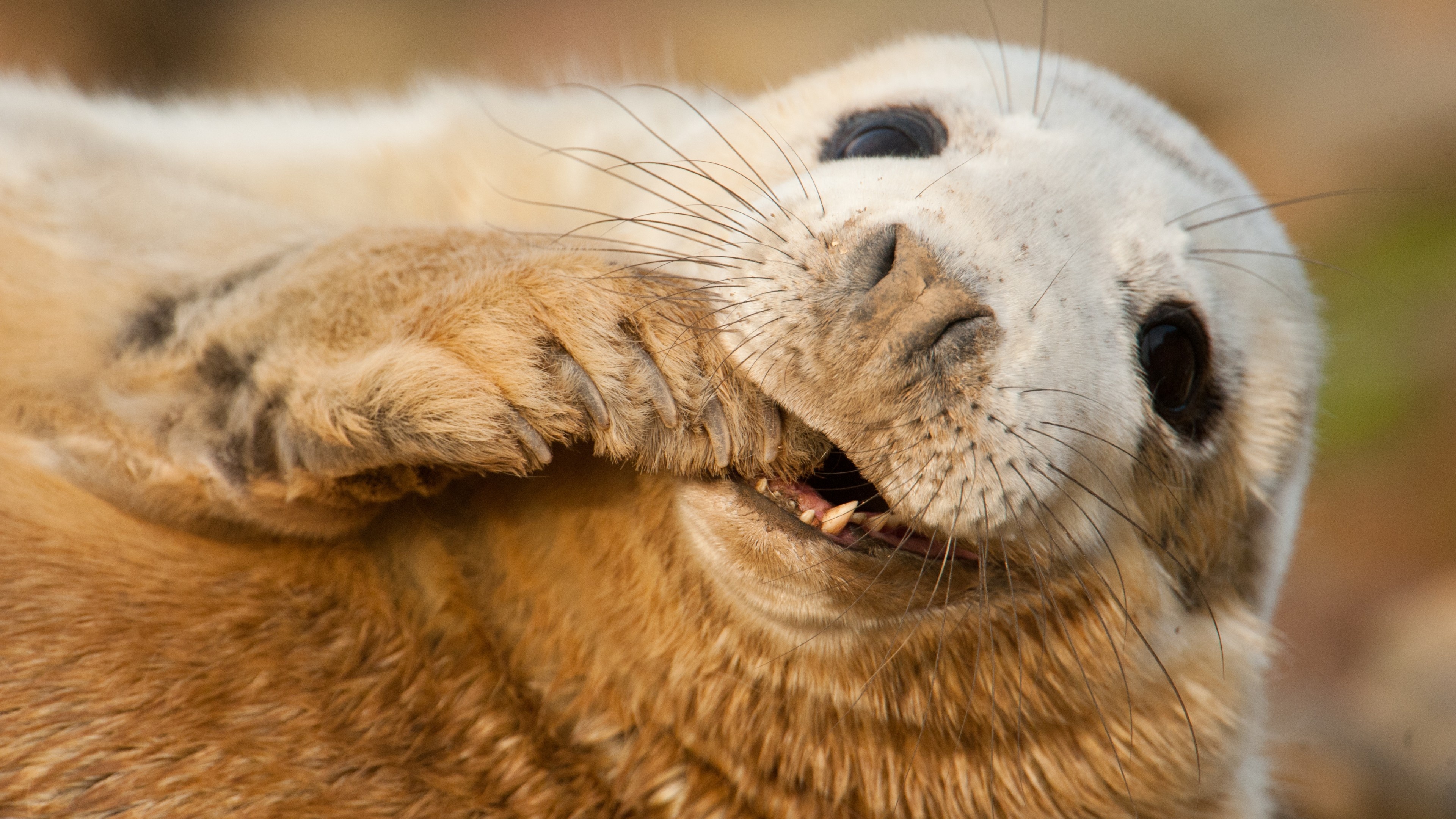 Wallpaper grey seal, Scotland, Sable Island, Funny teeth, 3840x2160 4K Desktop