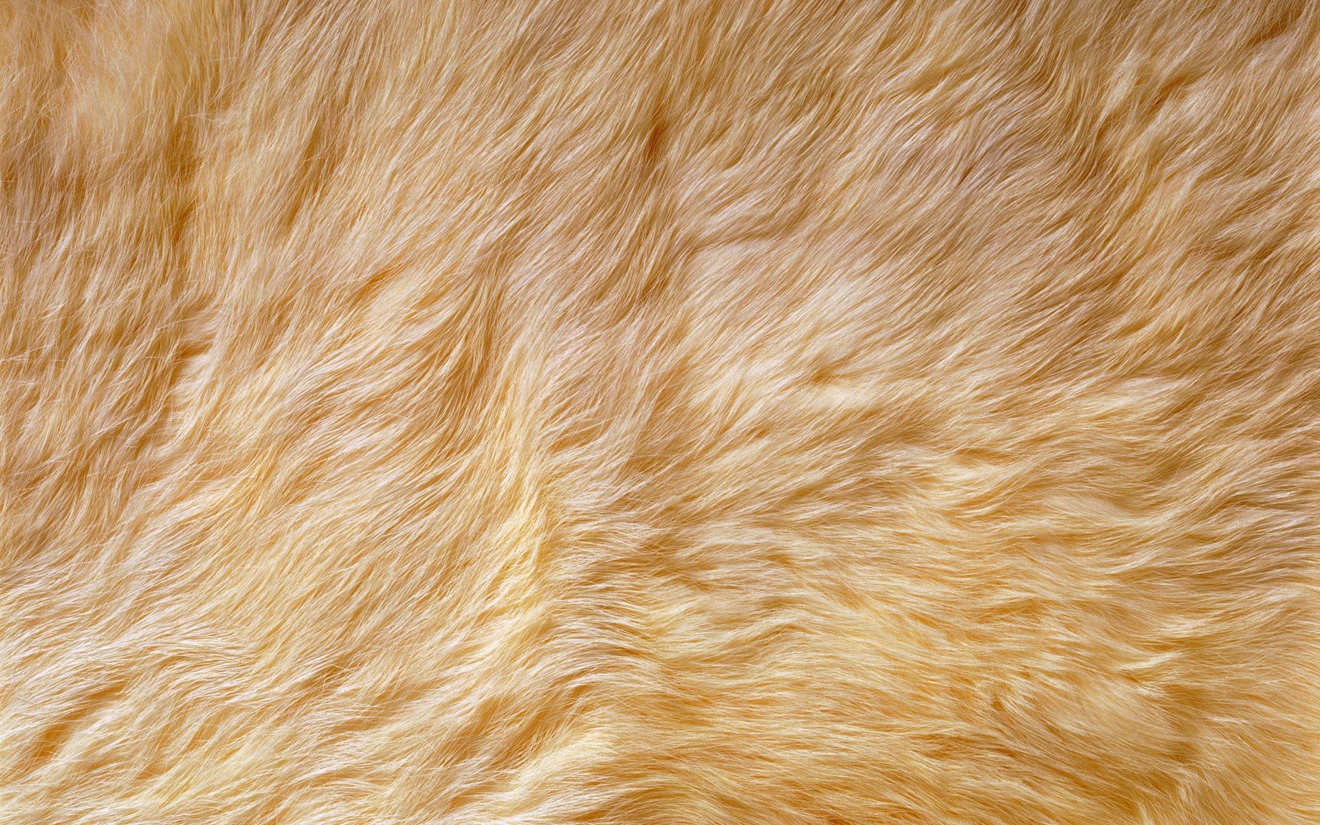 Animal fur, Natural textures, Wild patterns, Textured backgrounds, 1920x1200 HD Desktop