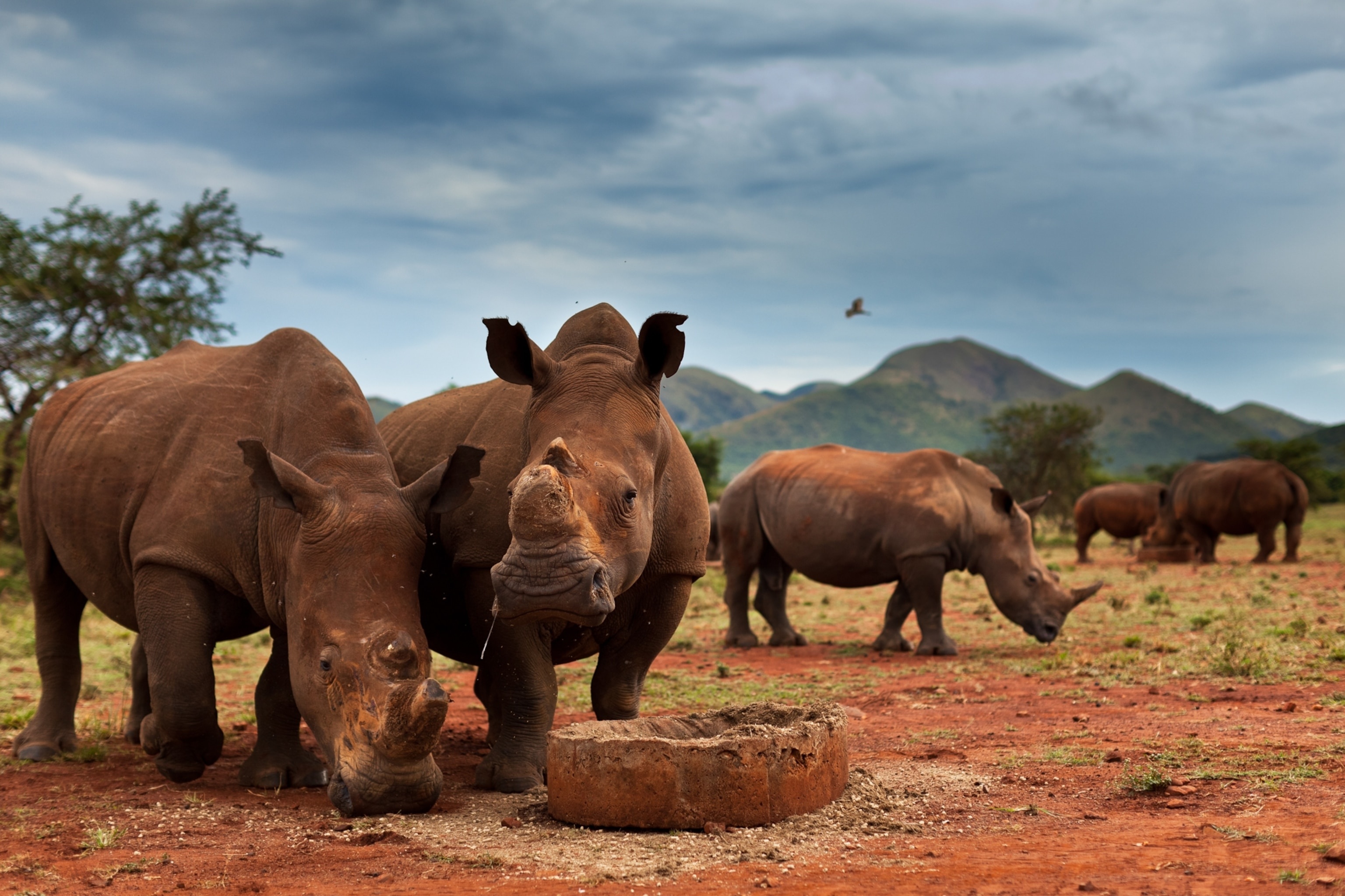 Kruger National Park, Slammed by poachers, Corruption, Drought, 3080x2050 HD Desktop
