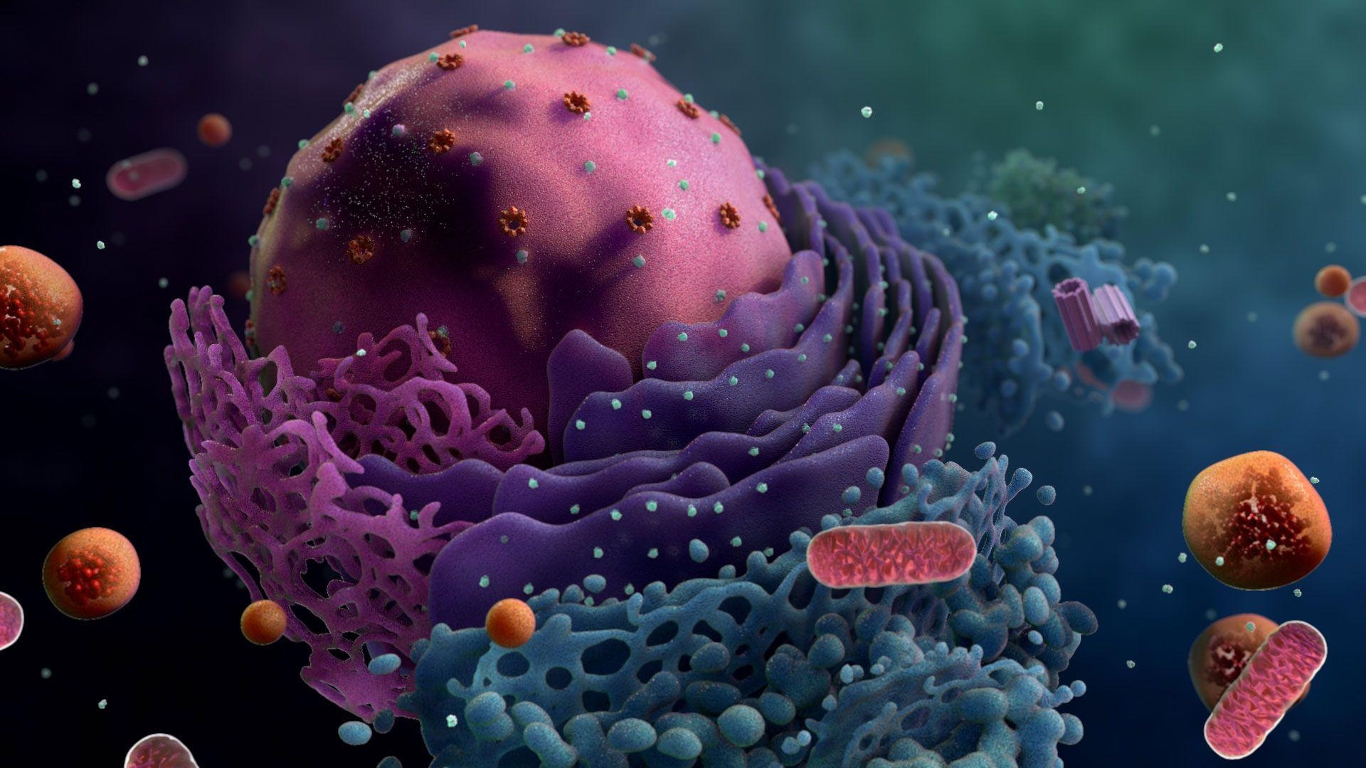 Cell biology, Cellular processes, Molecular interactions, Biological functions, 1920x1080 Full HD Desktop