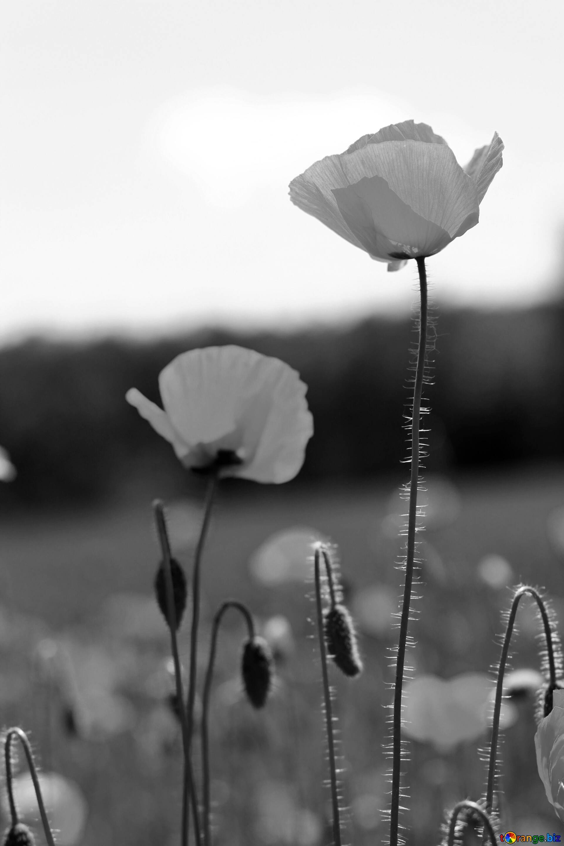 Poppy flower, Black and white, CC license, Free image stock, 1920x2880 HD Phone