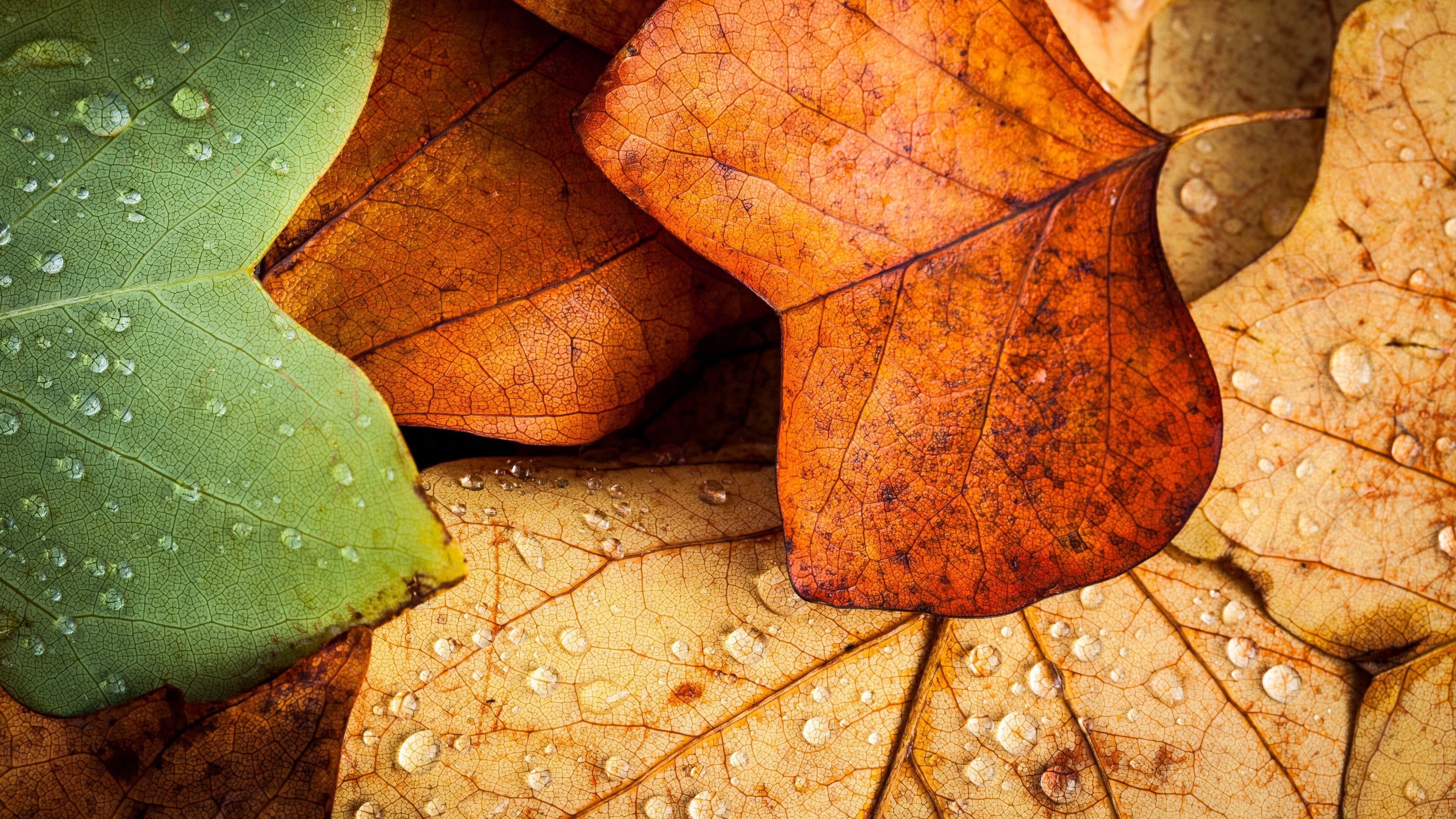 Leaf: Autumn, The most important organs of most vascular plants. 3840x2160 4K Background.