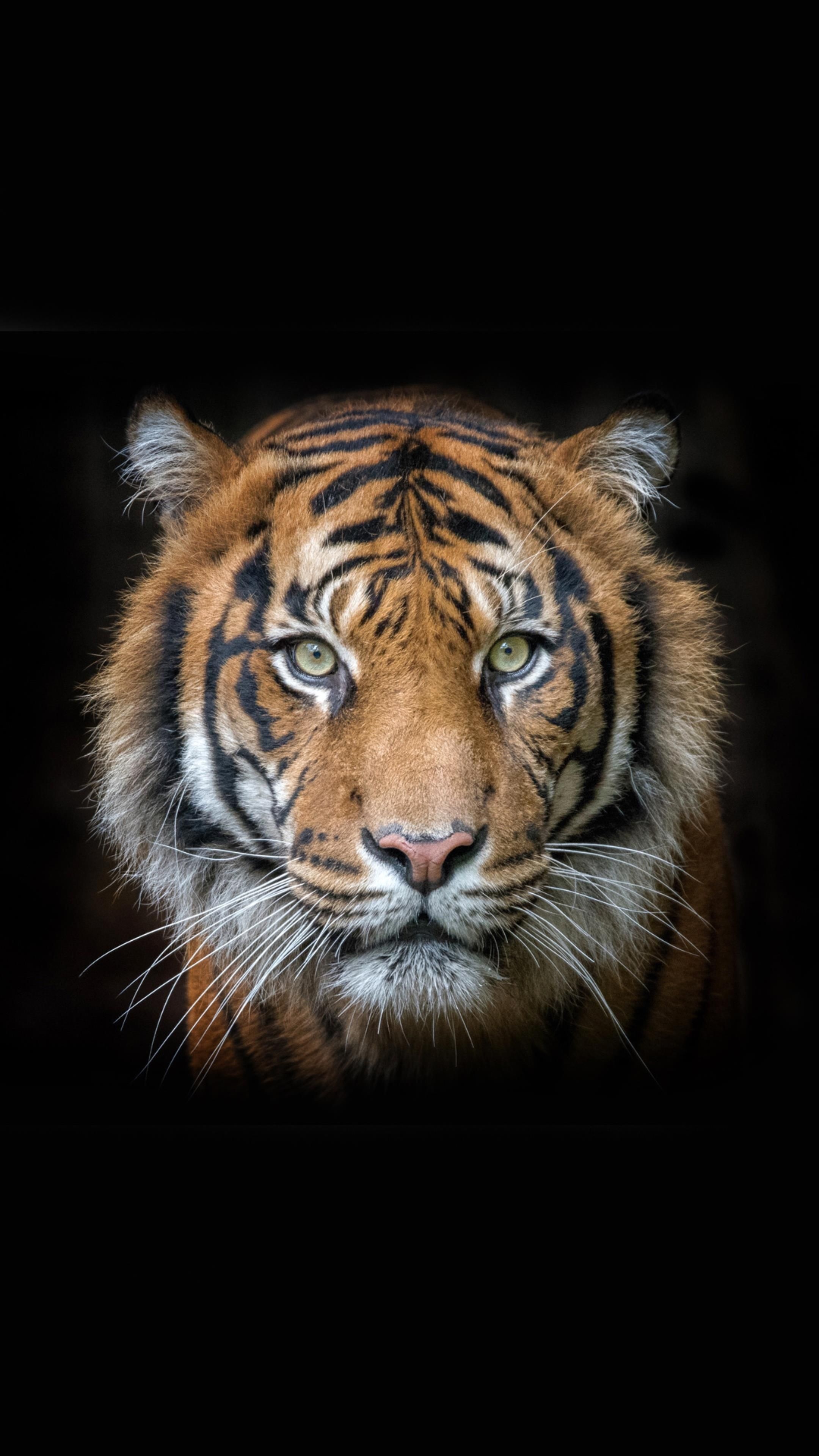 Jungle Animal, Amoled animal wallpaper, Striking tiger art, Magnificent big cats, 2160x3840 4K Phone