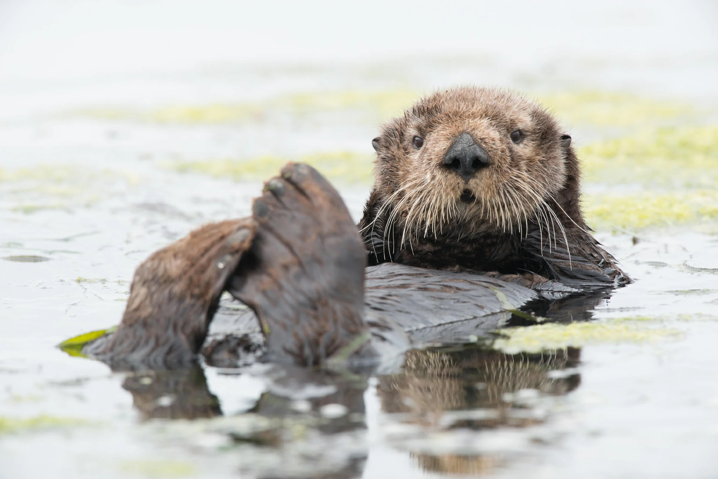 Sea otter marvels, Monterey Bay Aquarium experience, Coastal wonders, Underwater charm, 2400x1610 HD Desktop
