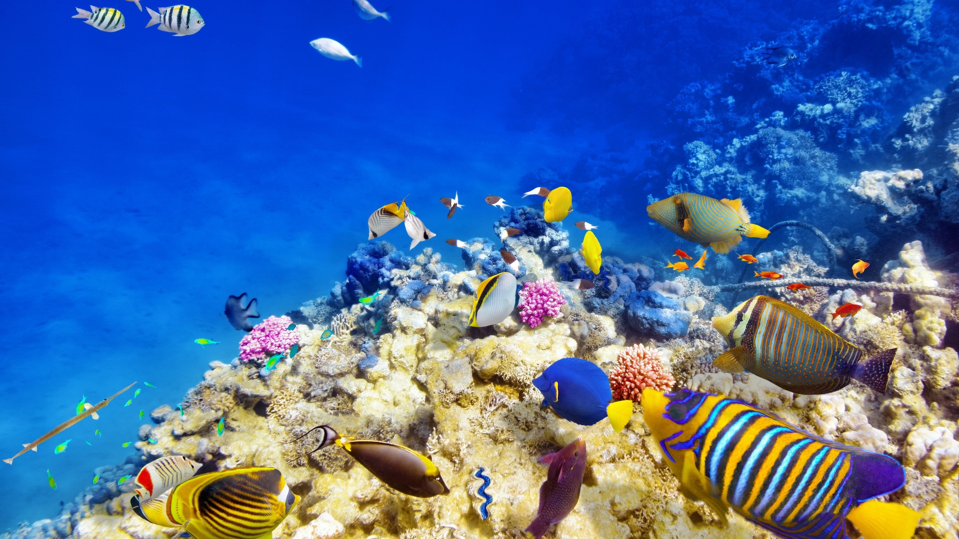 4K coral reef wallpapers, High-definition downloads, Oceanic wonders, Vibrant marine life, 3840x2160 4K Desktop