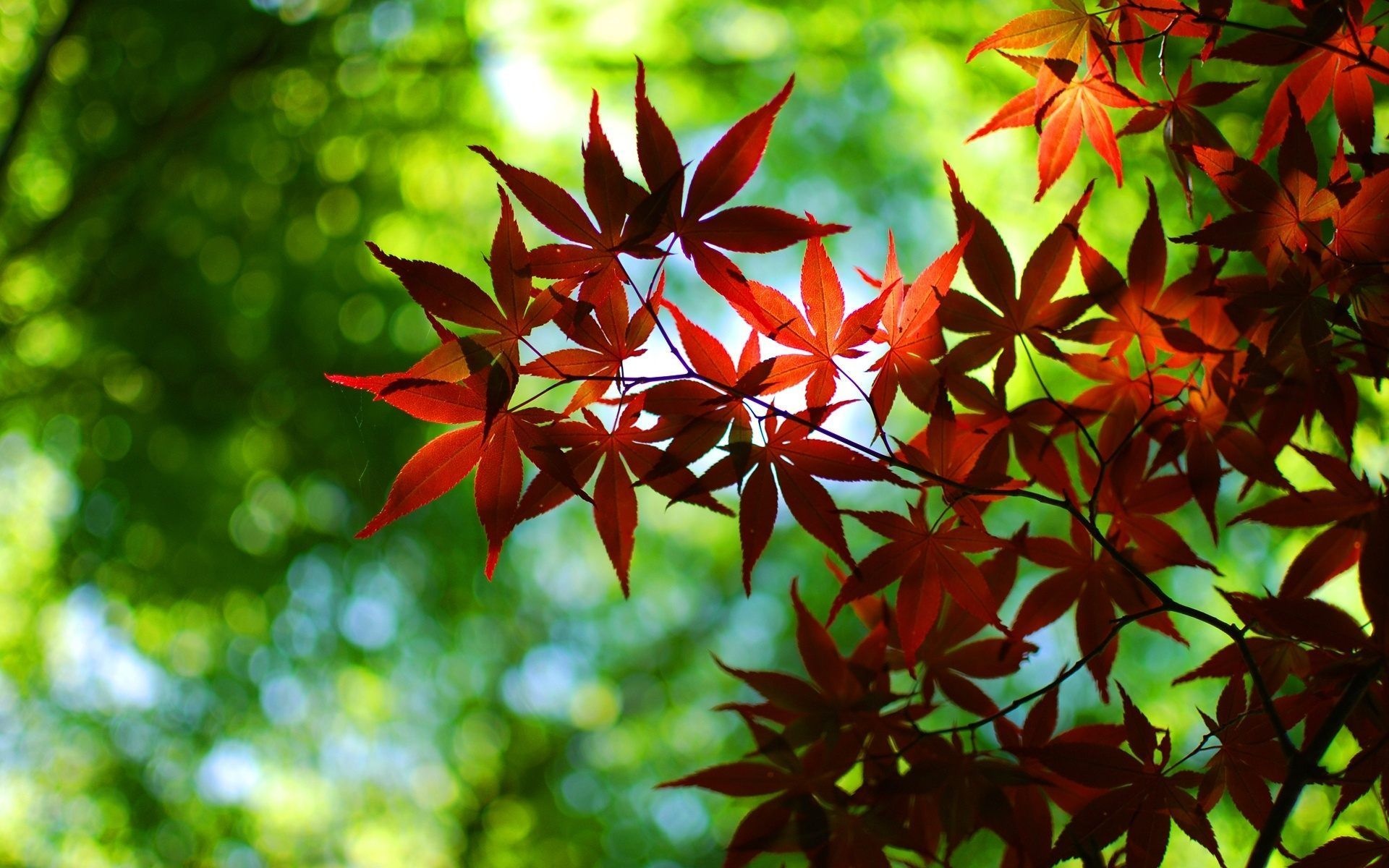 Maple leaf tree wallpapers, Autumn, Leaves, Nature, 1920x1200 HD Desktop
