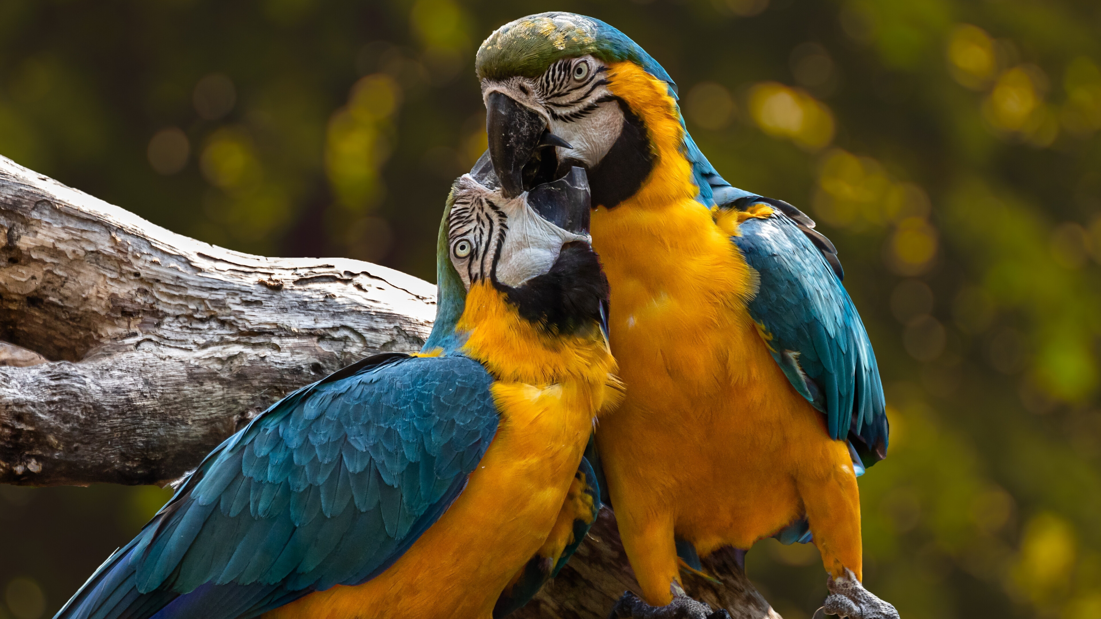 Parrot: Zoo, Macaw, Form the most variably sized bird order in terms of length. 3840x2160 4K Wallpaper.