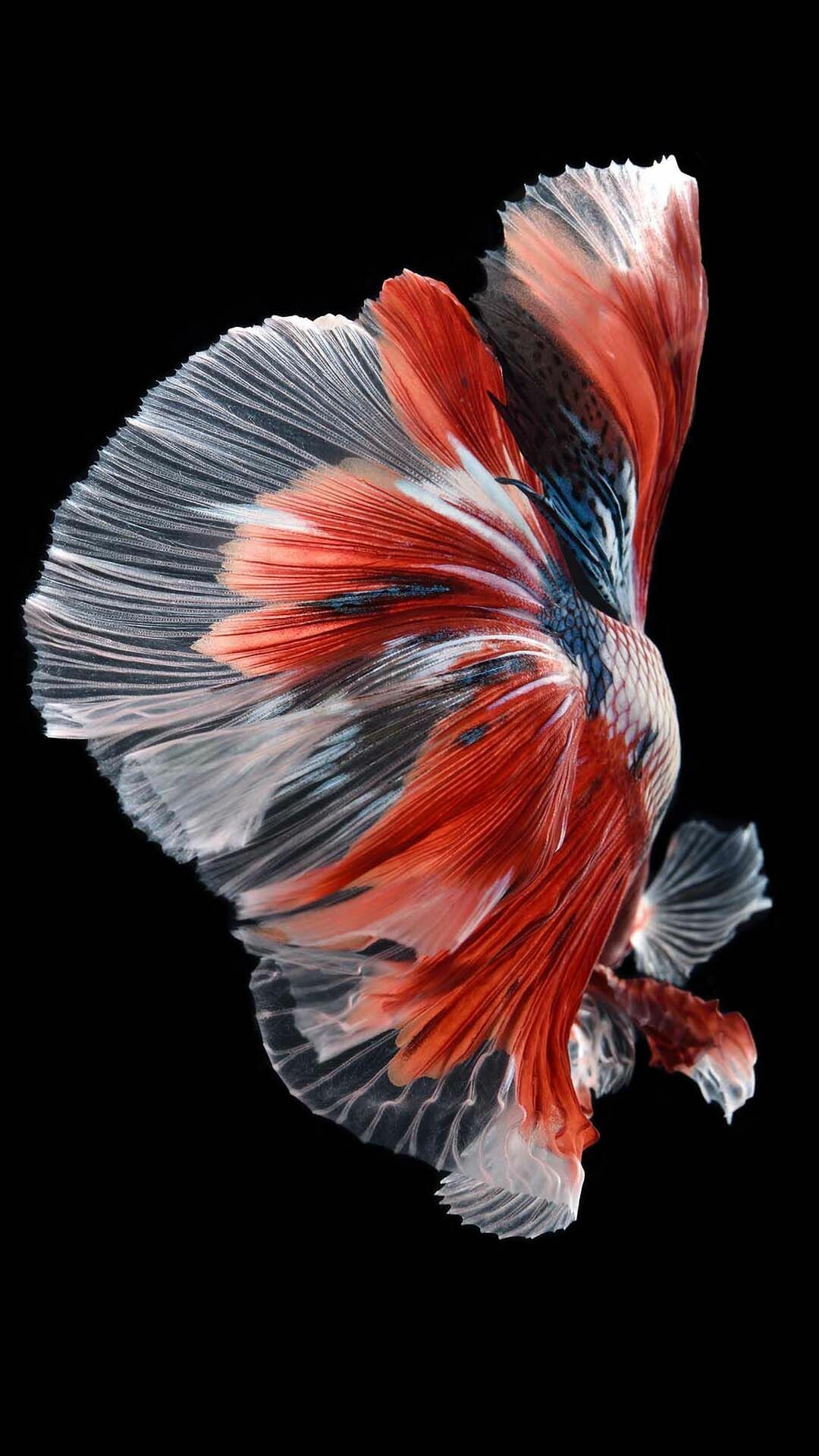 Fish: Aquatic species, Have gills, paired fins, a long body covered with scales. 1080x1920 Full HD Wallpaper.