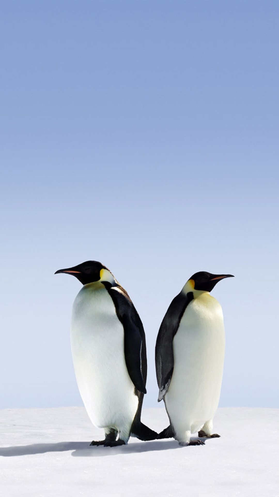 Penguin phone wallpapers, Top free backgrounds, Penguin love, Mobile charm, 1080x1920 Full HD Phone