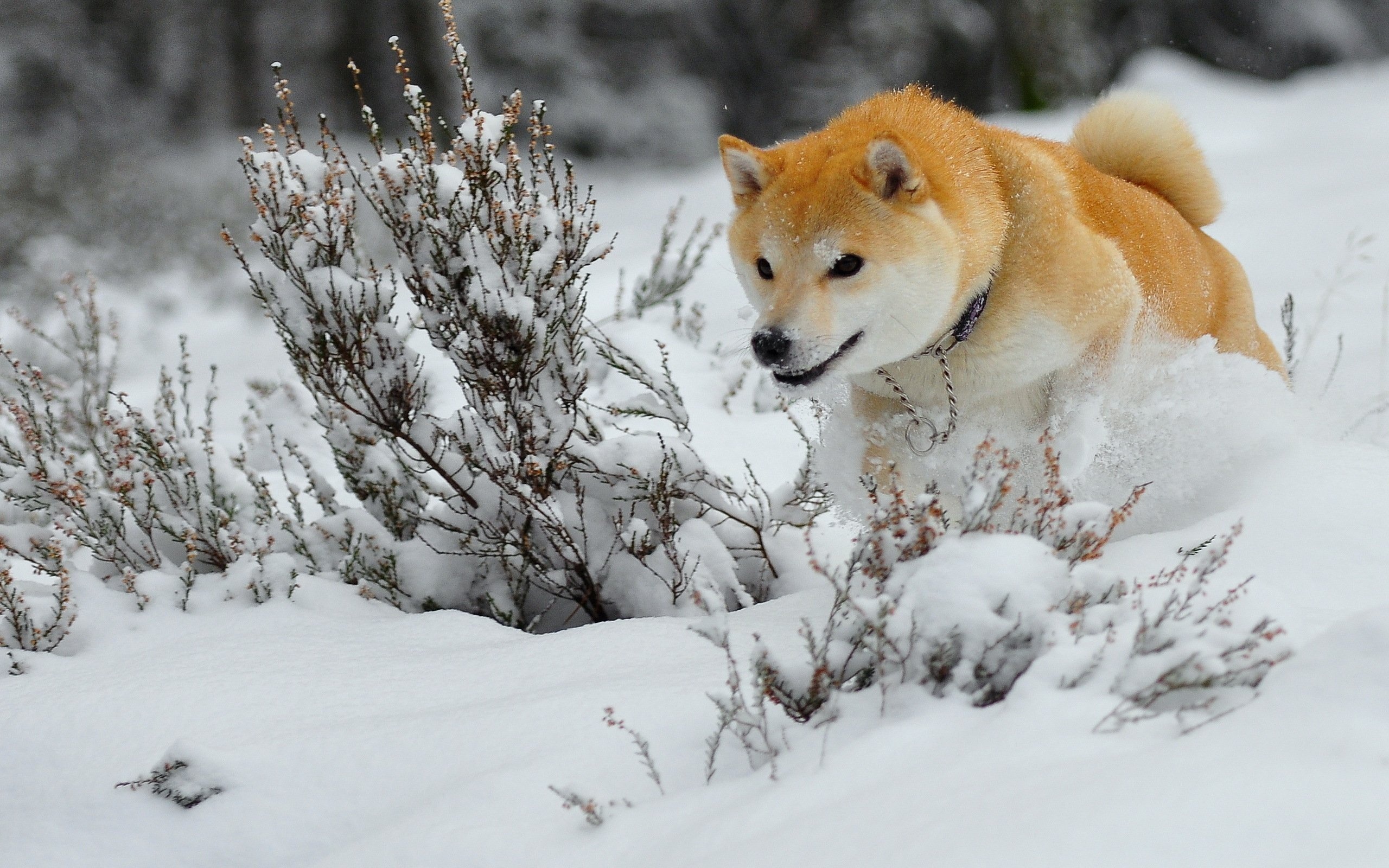 Akita in snow, Dogs in winter, Animals in white, Canine companions, 2560x1600 HD Desktop