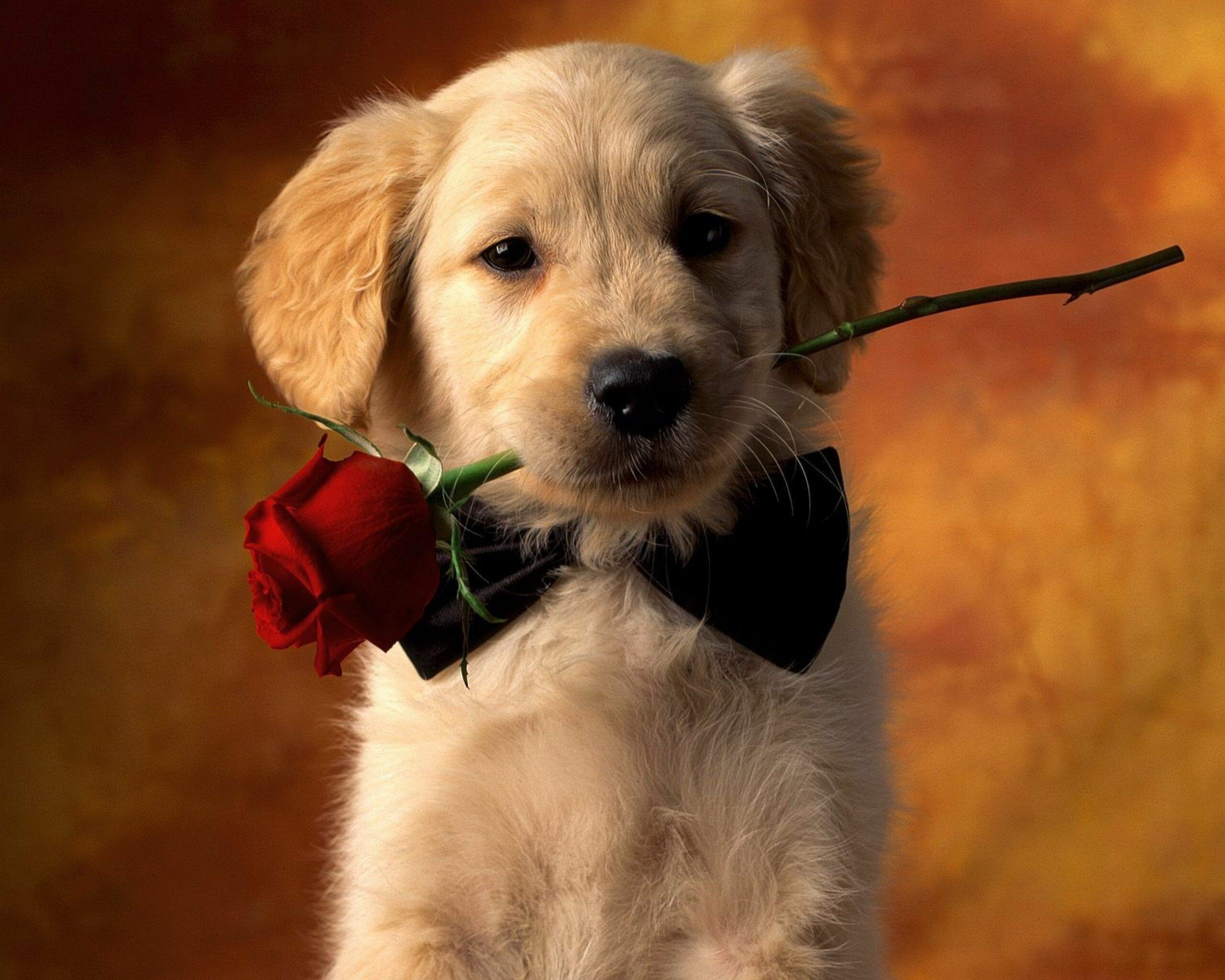 Puppy: Most popular domestic animals in the world, A juvenile dog. 2560x2050 HD Wallpaper.