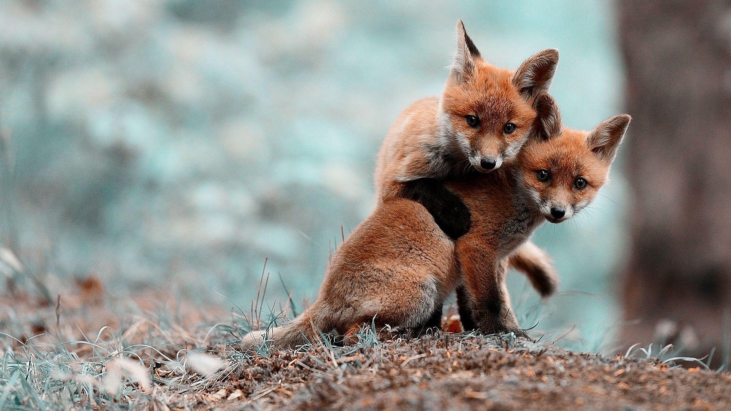 Cute baby fox, Playful nature, Adorable backgrounds, Forest beauty, 2560x1440 HD Desktop