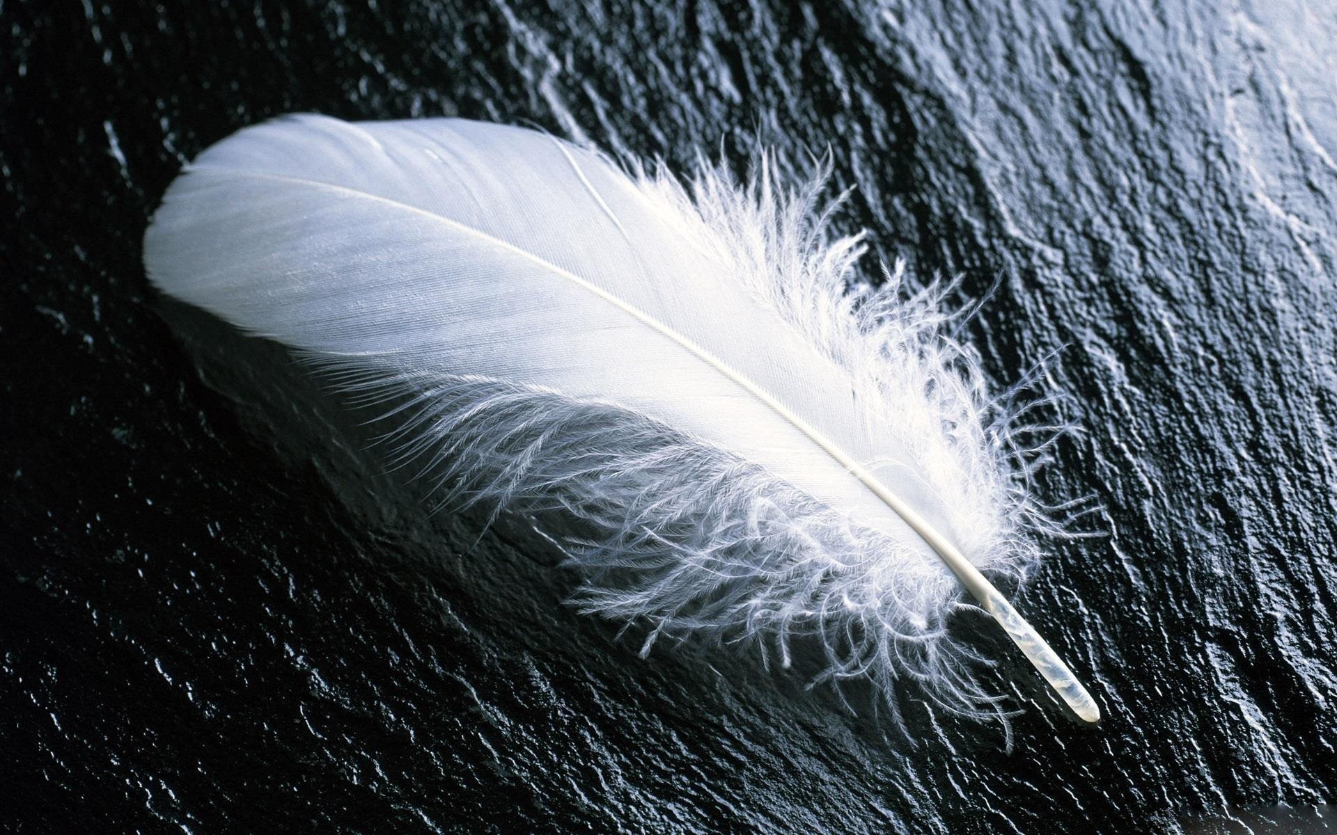 Feather: The principal covering of birds, Fluffy. 1920x1200 HD Background.