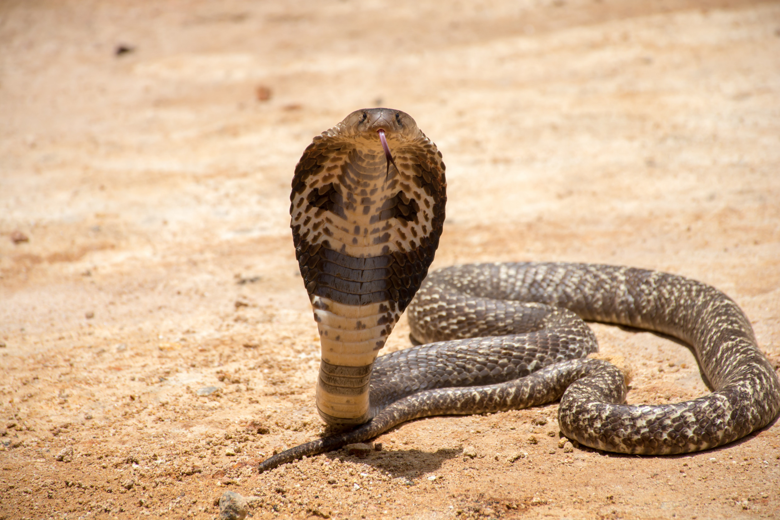 Cobra vs monitor lizard, Epic animal battle, Wildlife action captured, Intriguing visuals, 2500x1670 HD Desktop