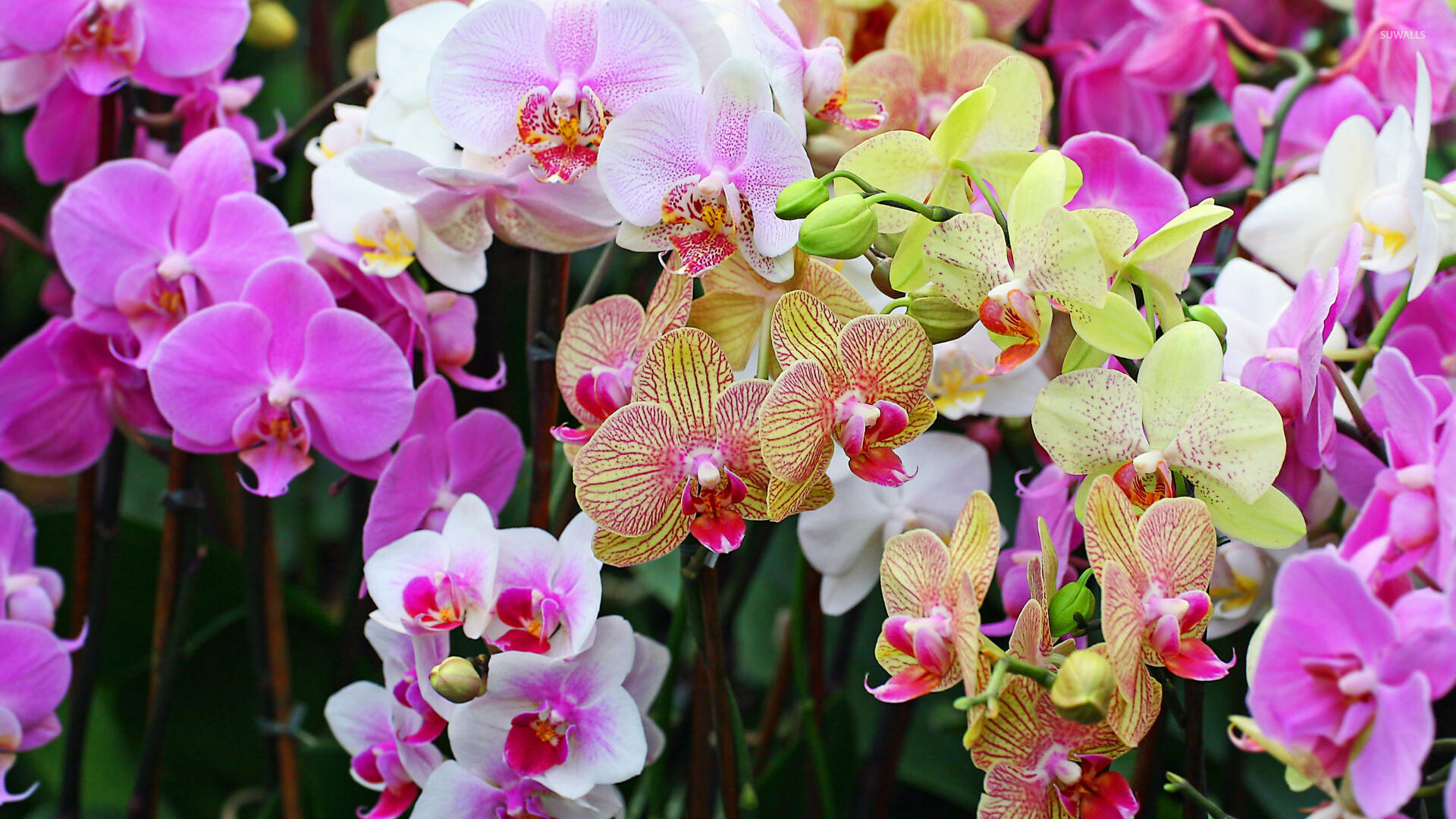 Orchid: Most orchids are tropical plants which live as epiphytes or "air plants" hanging on to trees for support. 1920x1080 Full HD Background.