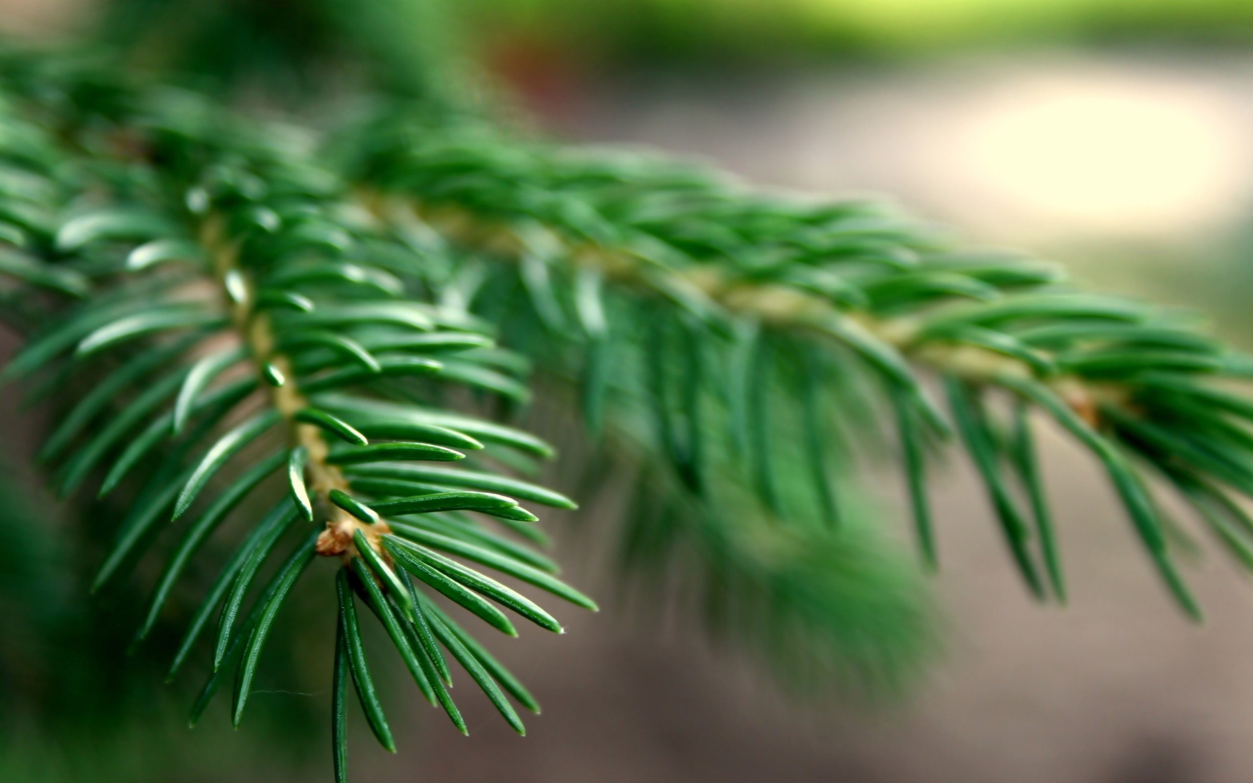 Macro view, Spruce branches, Natural textures, Lush greenery, 2560x1600 HD Desktop