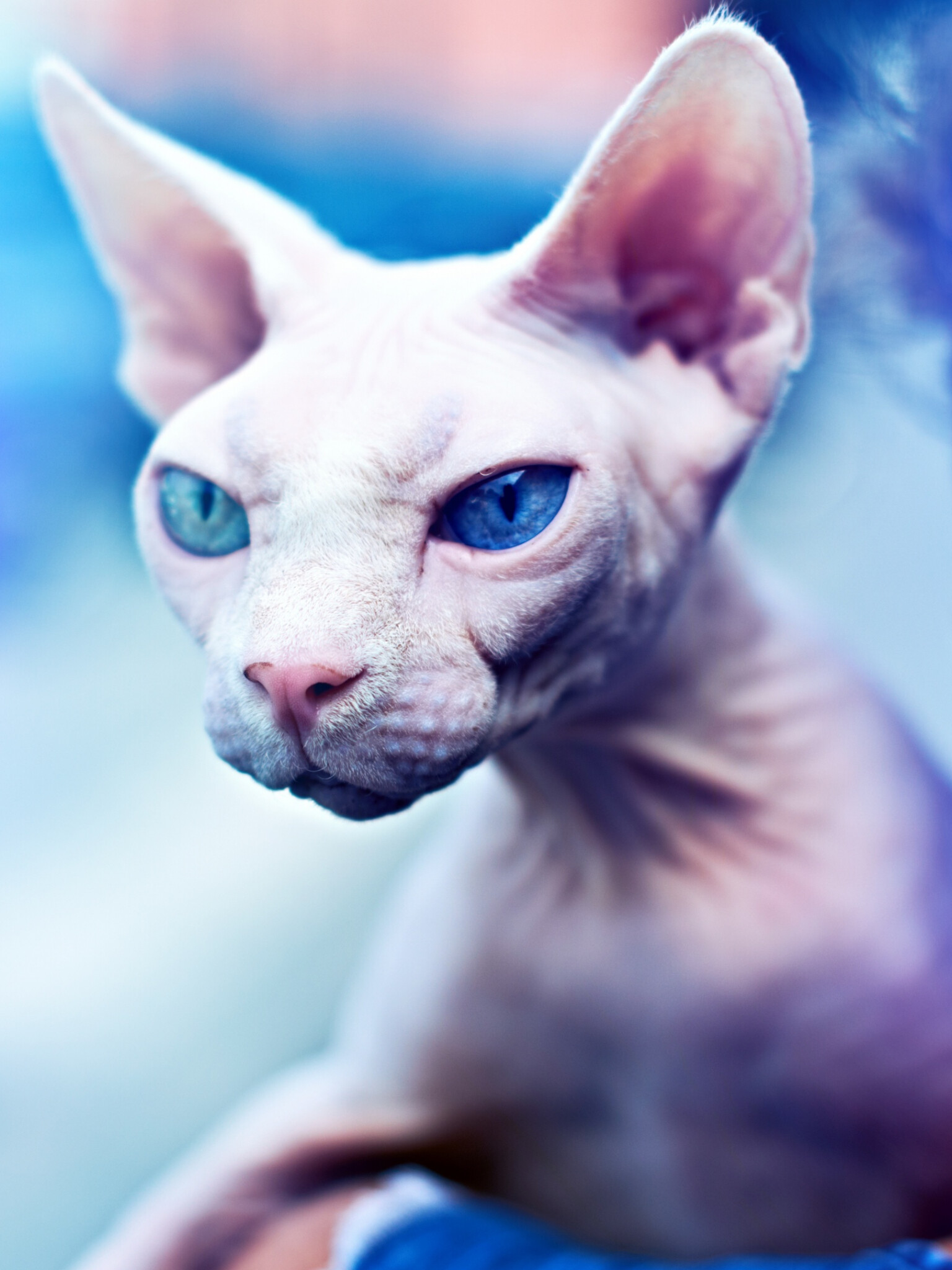 Sphynx: These hairless cats were discovered in 1966 when a genetic mutation produced a hairless kitten in a litter of domestic shorthair cats in Ontario, Canada. 1540x2050 HD Background.