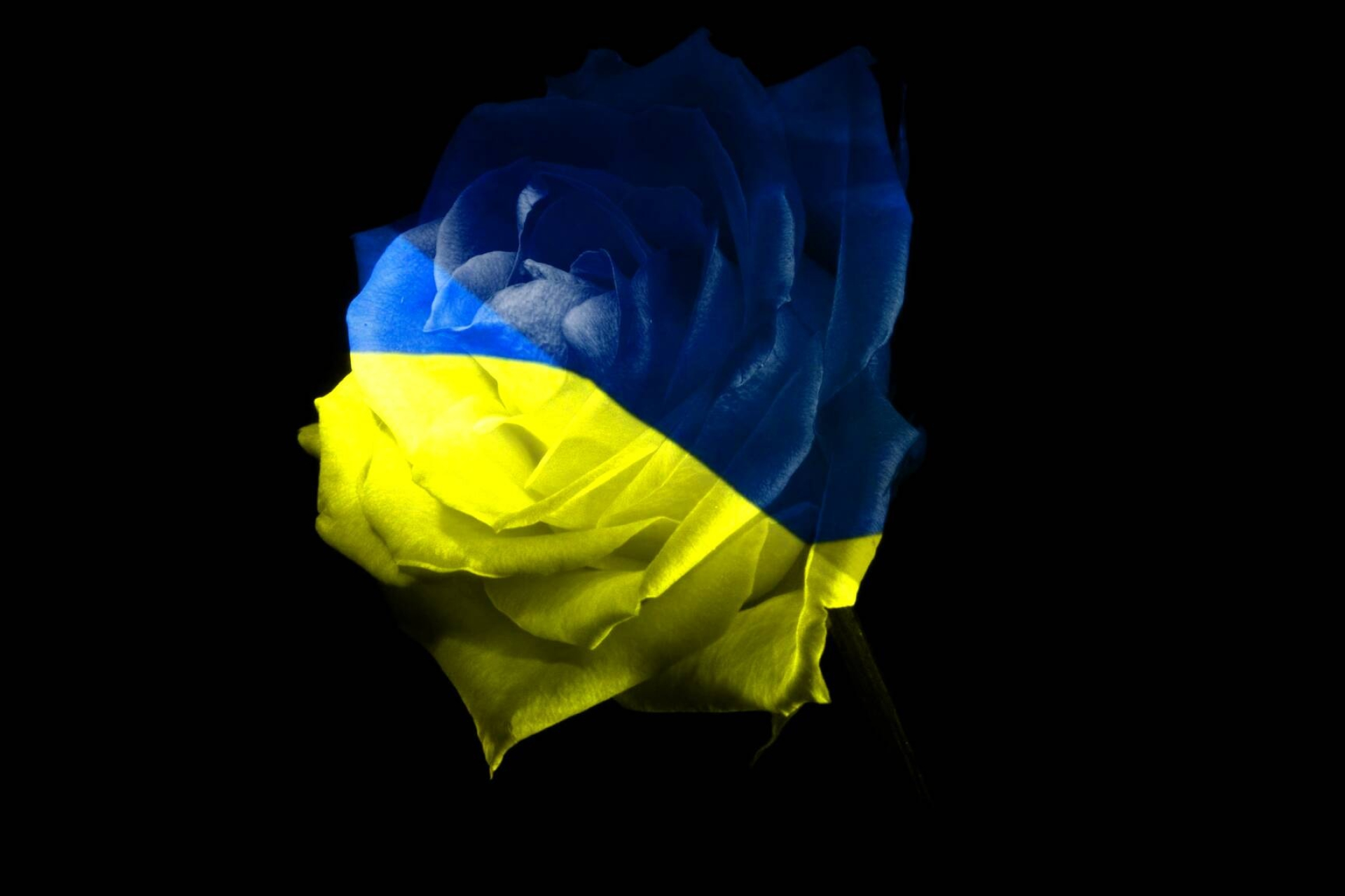 Ukrainian rose, CC by license, Free image stock, Digital art, 1920x1280 HD Desktop