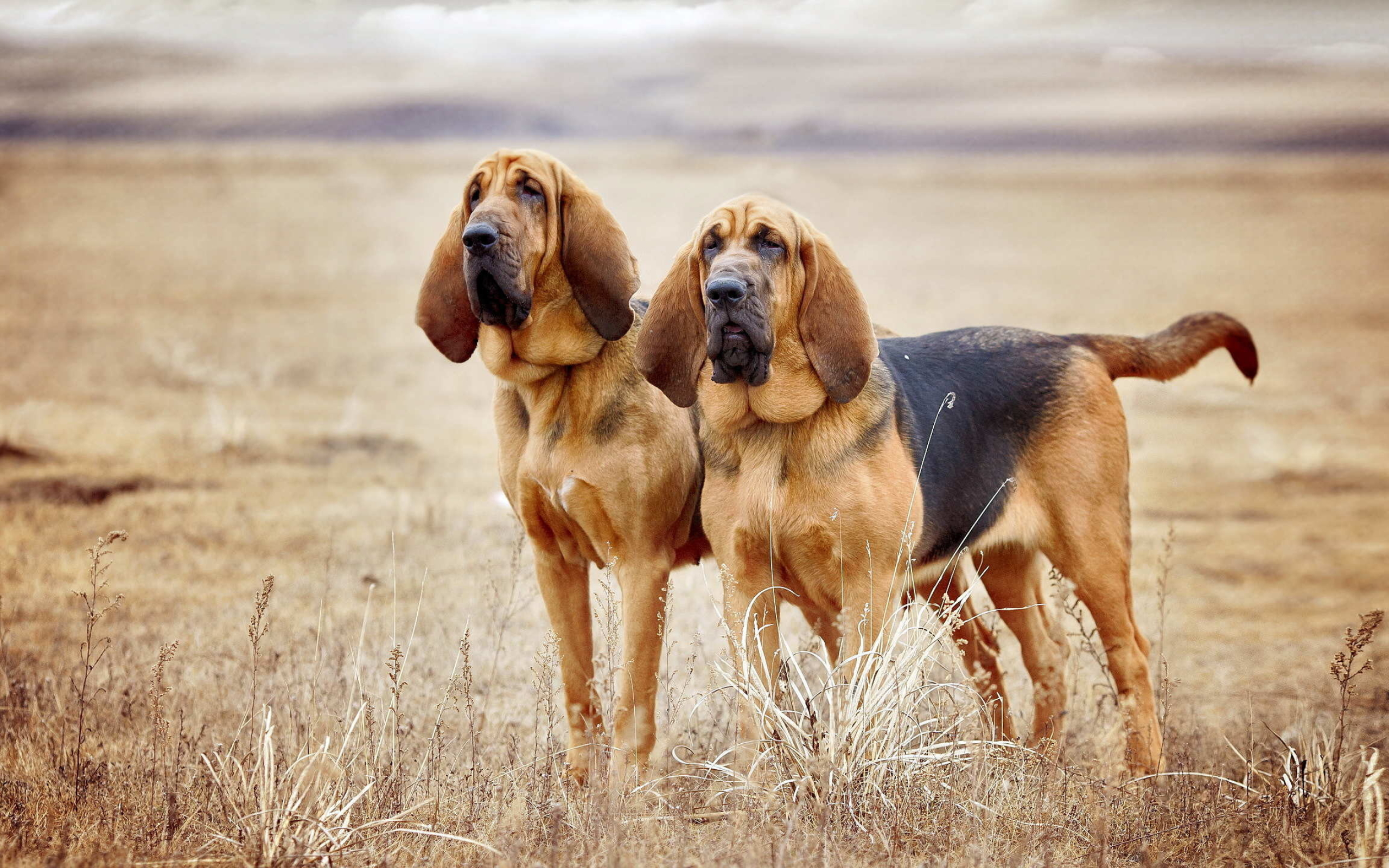 Bloodhound, High-resolution wallpapers, Canine companions, Dog breed, 2560x1600 HD Desktop