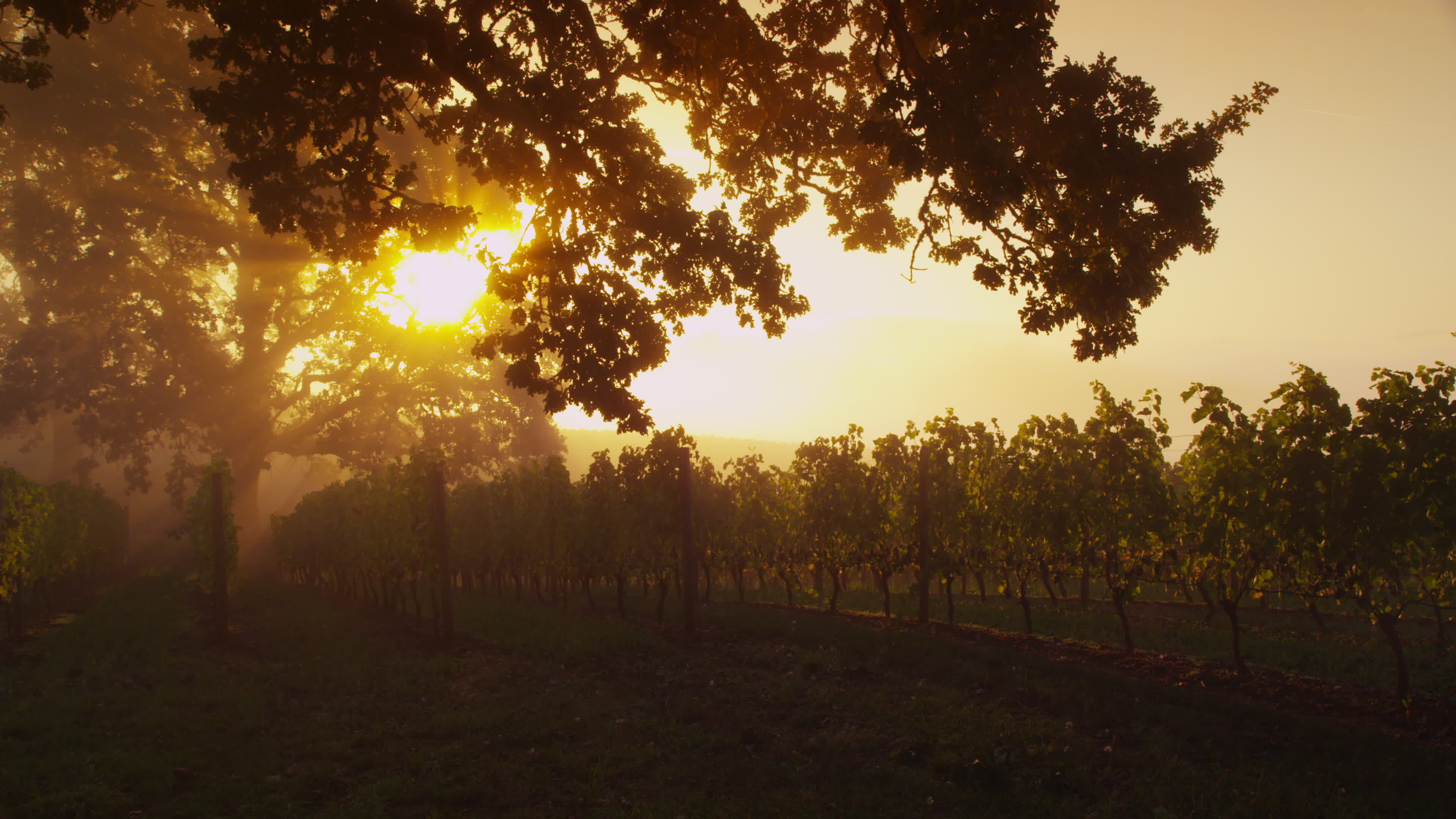 Oak Tree, Sunrise through oak tree, Vineyard beauty, Oregon scenery, 3840x2160 4K Desktop