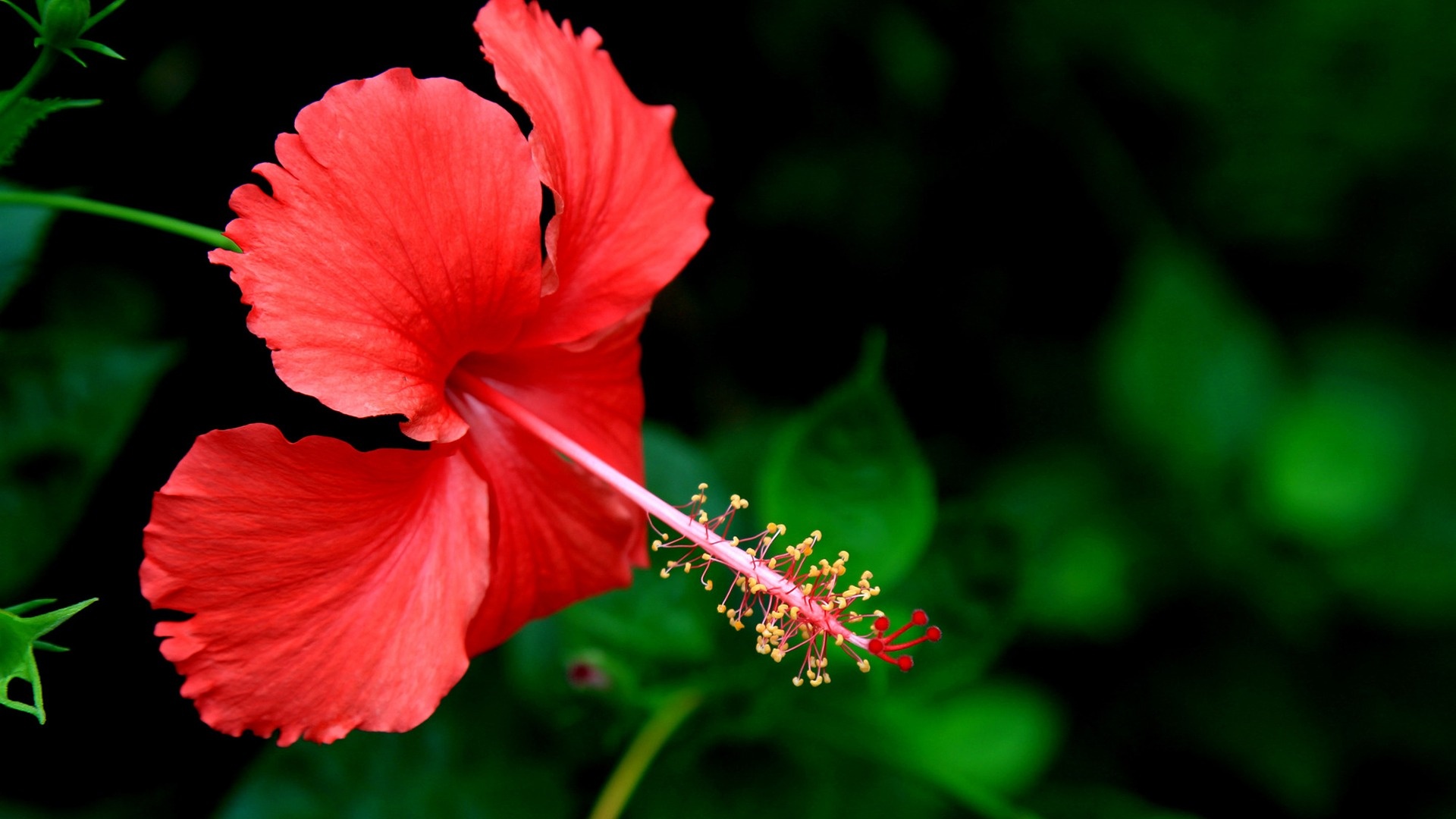 Gorgeous hibiscus, Stunning floral display, Nature's artwork, Vibrant colors, 1920x1080 Full HD Desktop