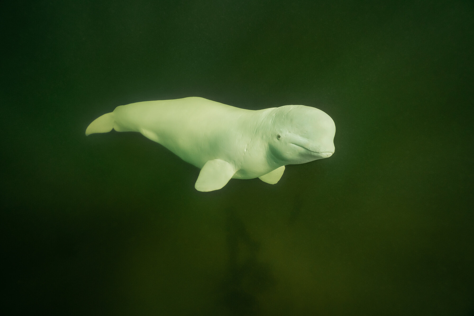 Beluga Whale, Dmitry Kokh, Underwater photography, Wildlife, 2000x1340 HD Desktop