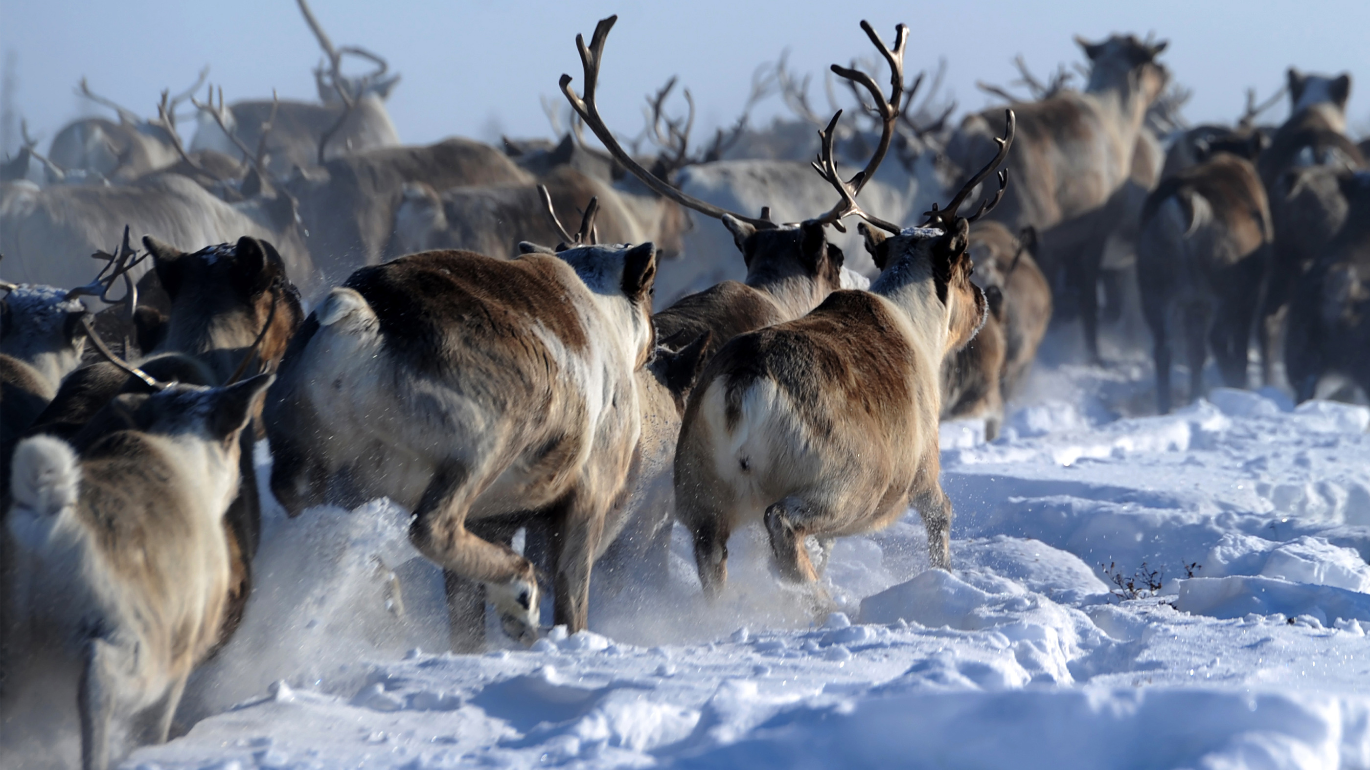 Reindeer and Caribou, Majestic deer, Fascinating facts, Wildlife knowledge, 2800x1580 HD Desktop