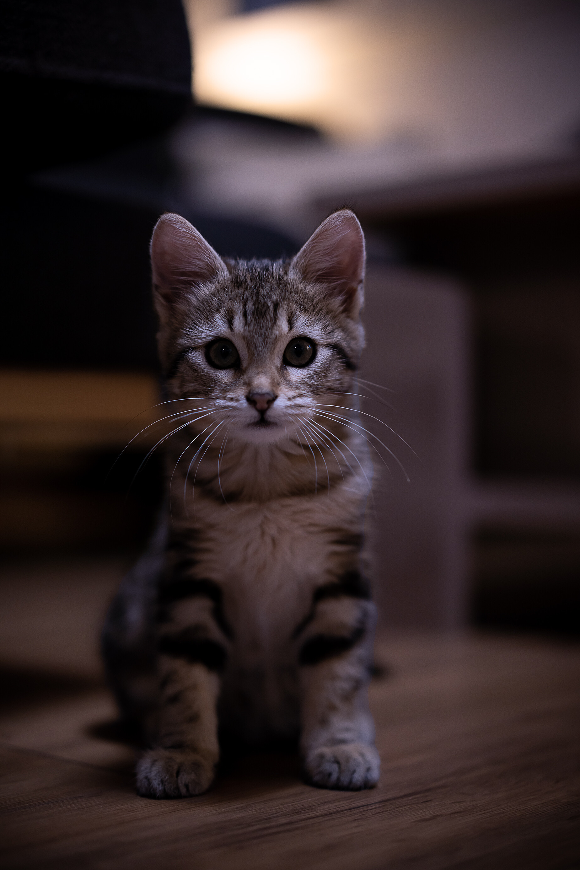 Kitten: A juvenile member of the Felidae, Carnivorous mammal. 1850x2780 HD Background.