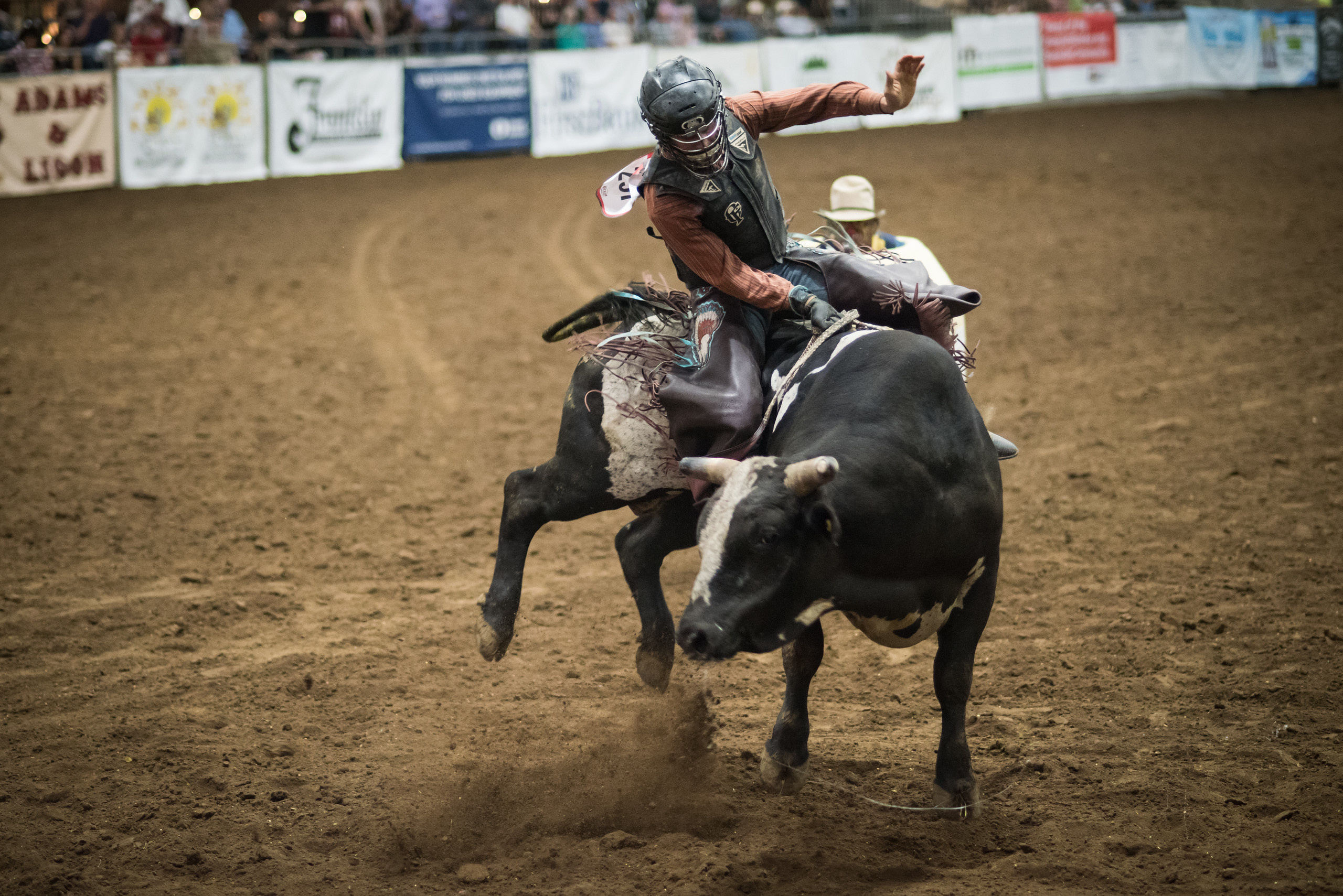 Rodeo: Bullring, American bucking bull, 1,500 pounds, 2018 Franklin Rodeo, Brahman breed. 2560x1710 HD Background.