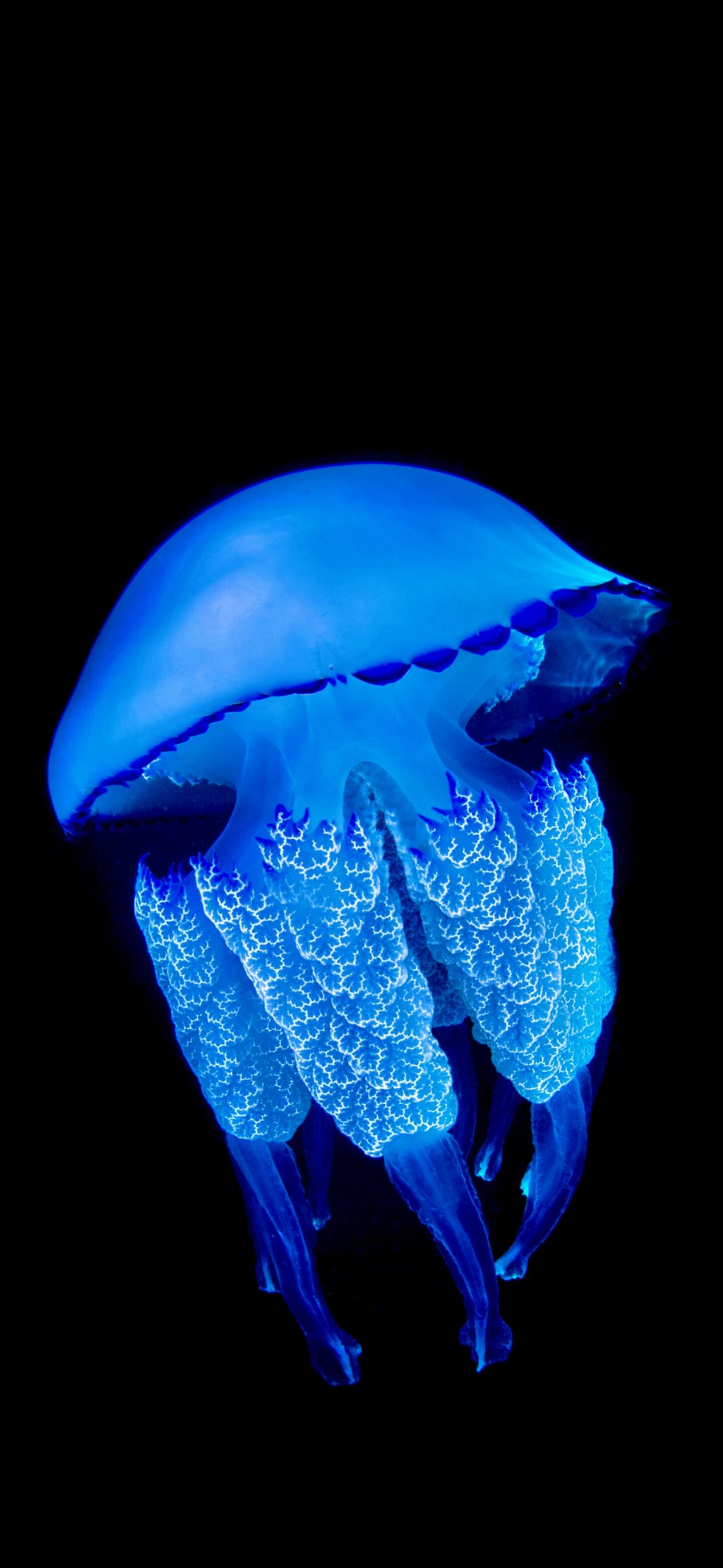 Glowing Jellyfish: Sea jellies, The most marvelous creatures of earth, The oldest multi-organ animal group. 1440x3120 HD Background.