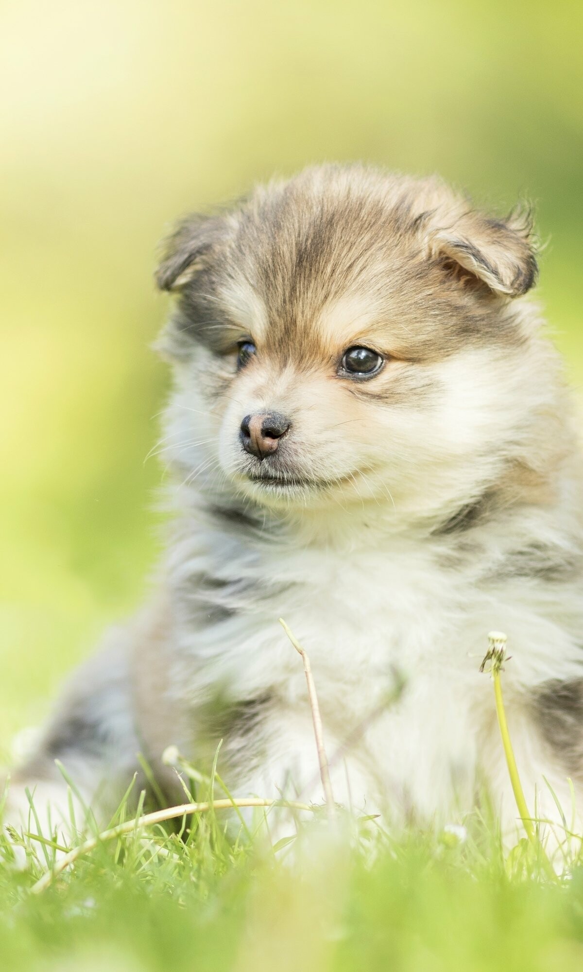Puppy: Common four-legged animal that is often kept by people as a pet. 1200x2000 HD Background.