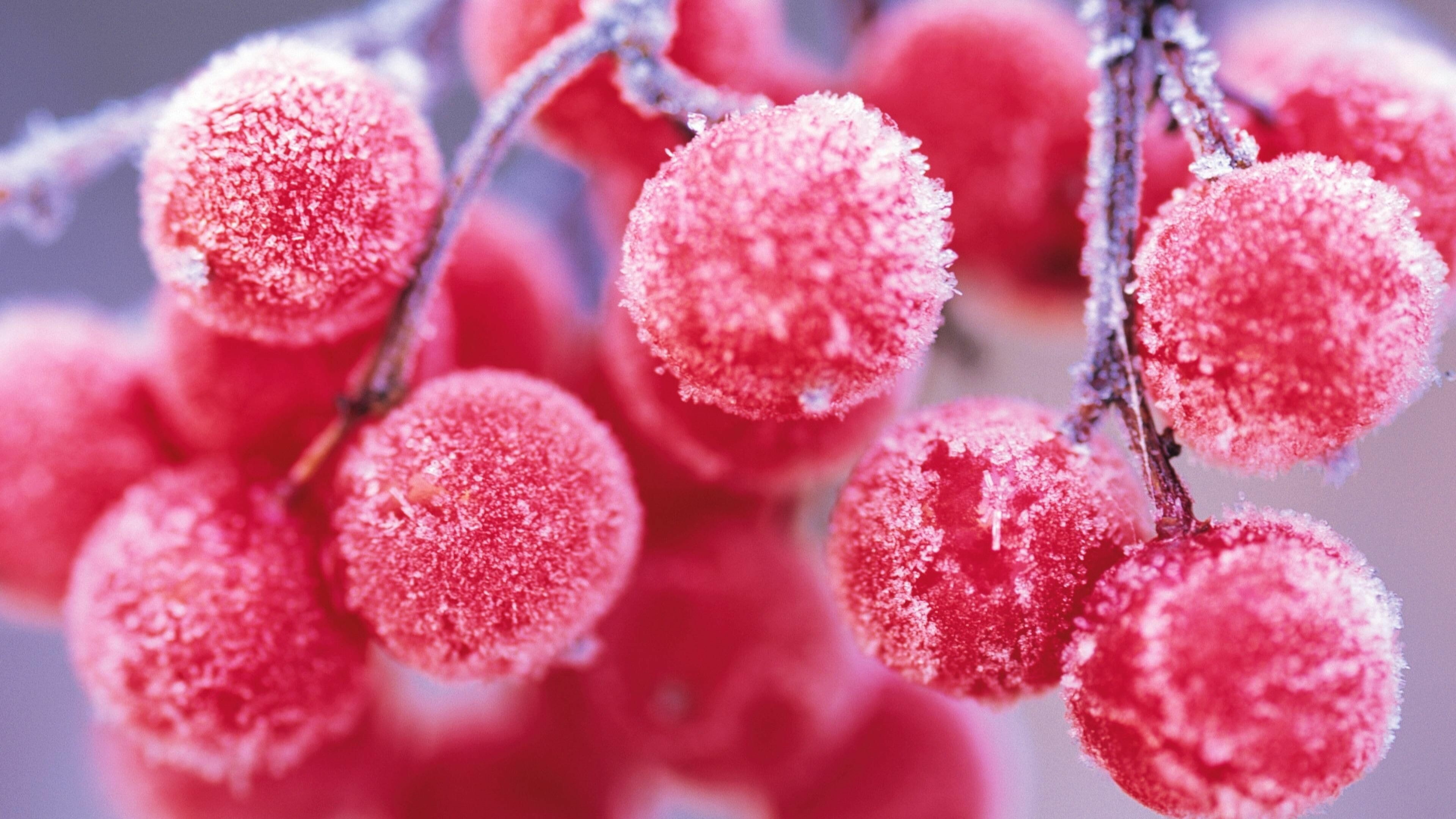Fruit: American bittersweet, Winter berries, Close-up. 3840x2160 4K Background.