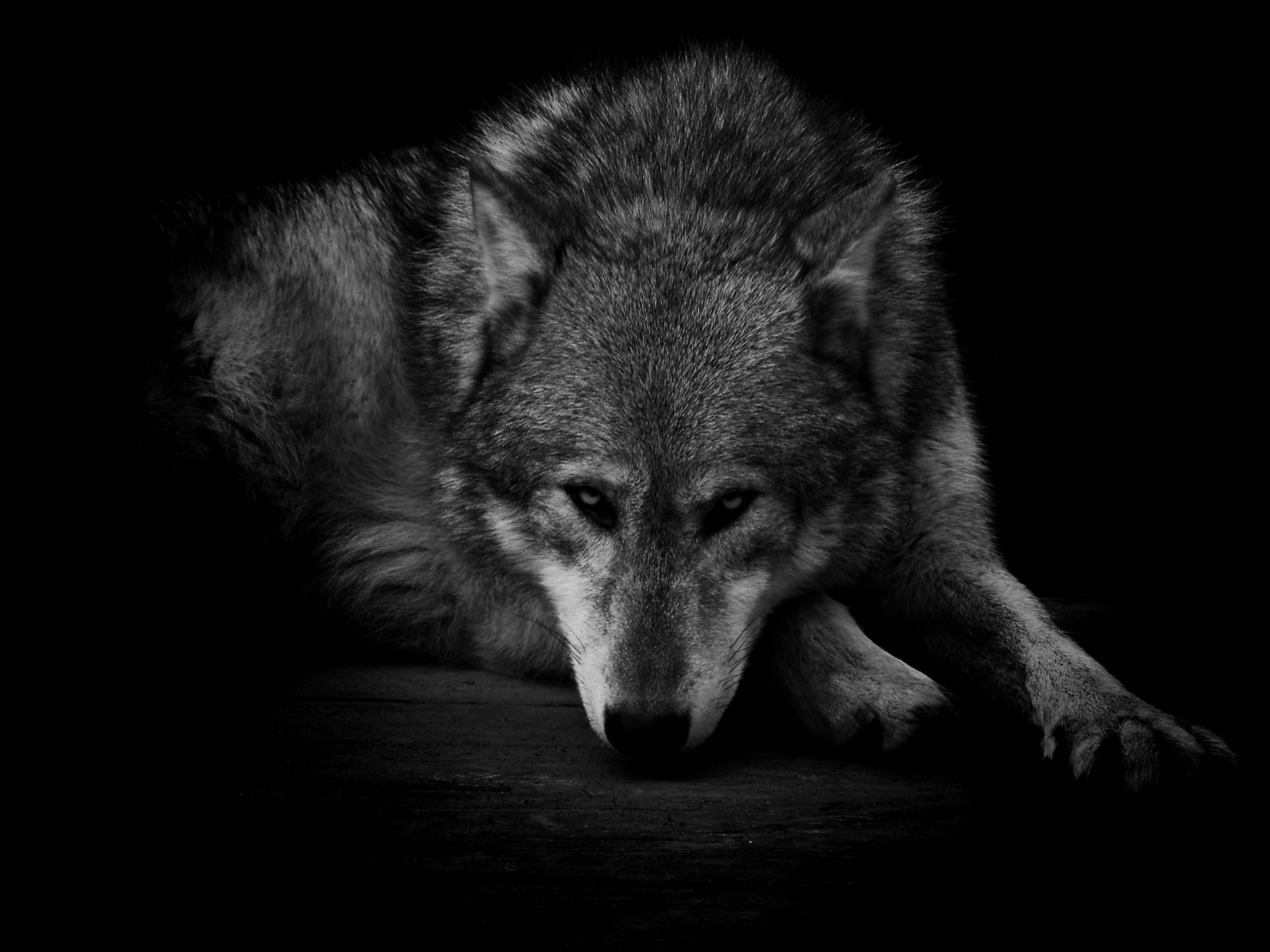 Gray Wolf: Black and white, The global wild wolf population, International Union for Conservation of Nature. 2760x2070 HD Background.