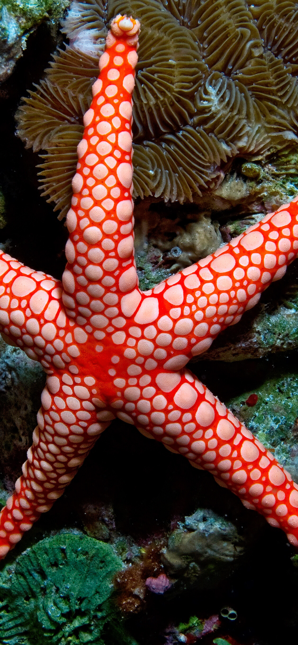Coral Reef: Marine invertebrates, Starfish, Underwater. 1130x2440 HD Background.