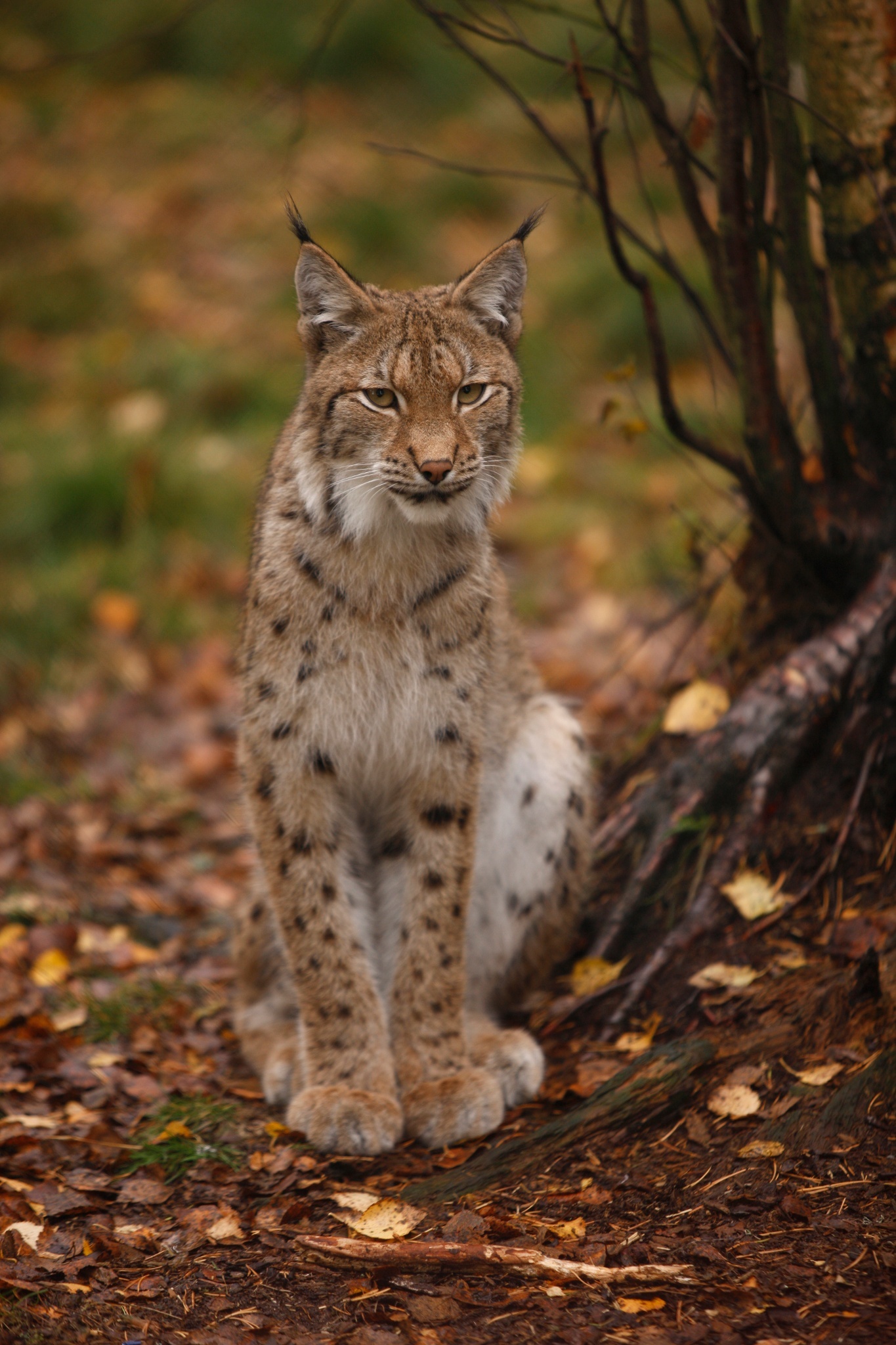 Lynx, Predator center, Outdoor enclosure, Close encounter, 1370x2050 HD Phone