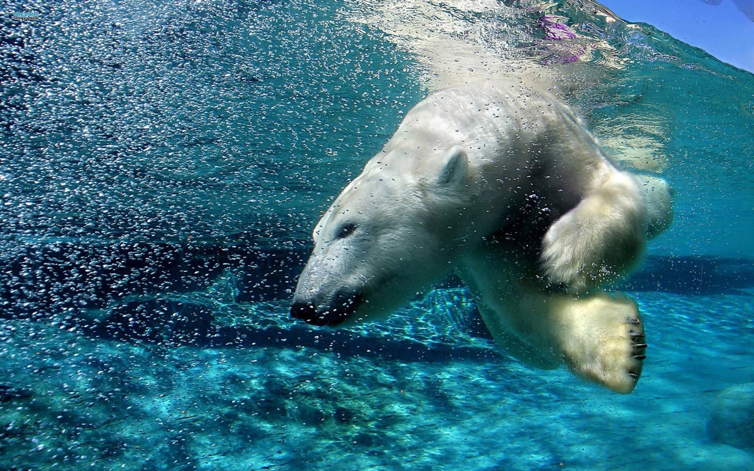 Arctic travels, Fox wallpaper, Polar bear, Polar bear images, 2560x1600 HD Desktop