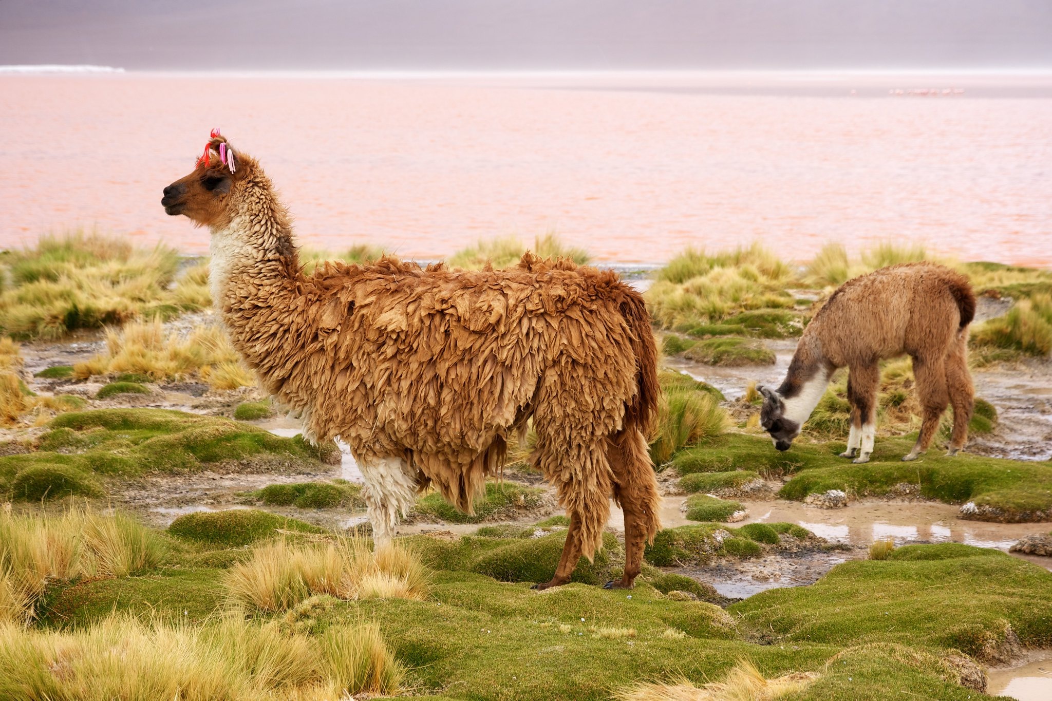 Diverse llama wallpapers, Llama artwork, Nature's gentle giants, Llama perspectives, 2050x1370 HD Desktop