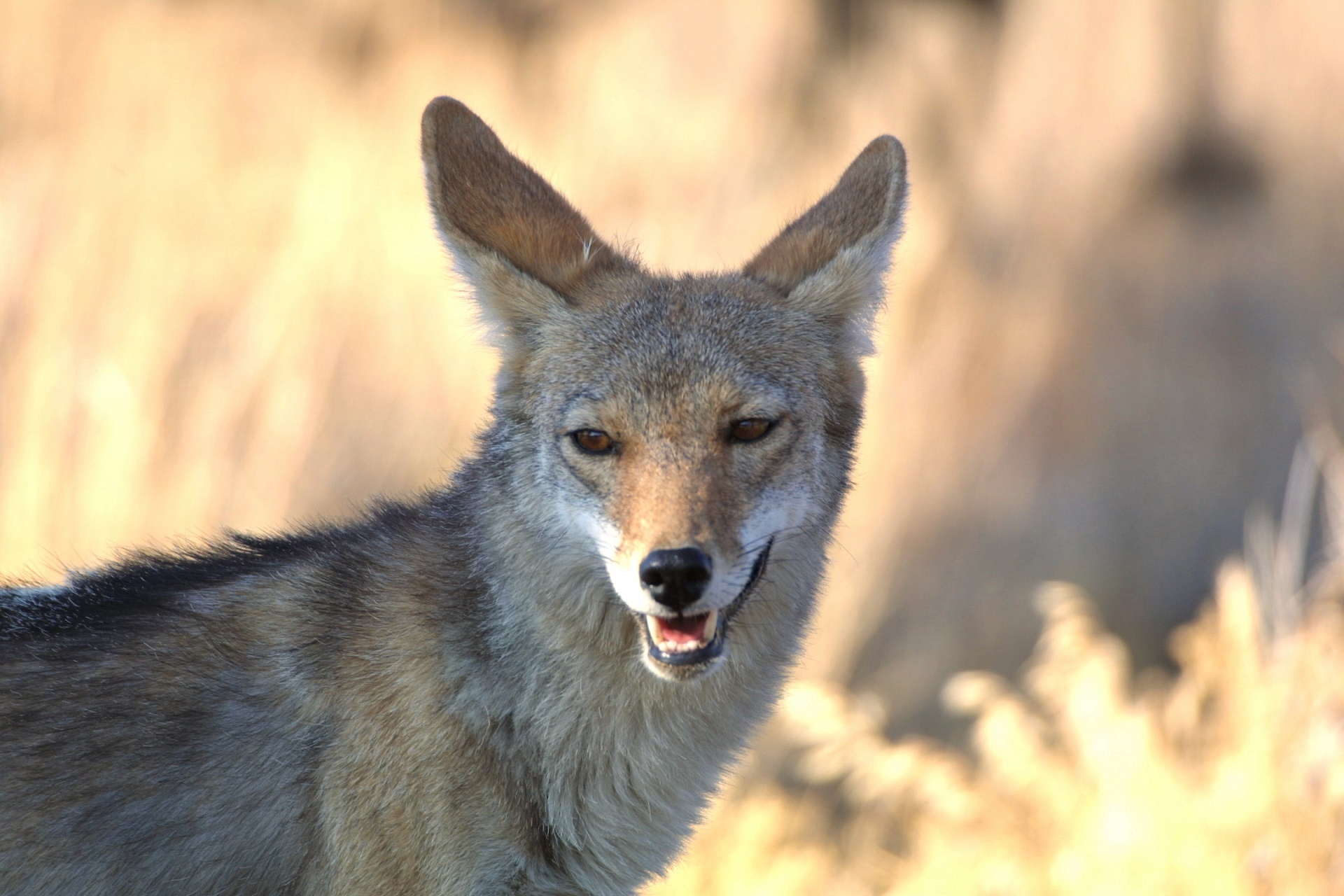 Coyote, Wild animal, Jungle beauty, Free download, 1920x1280 HD Desktop