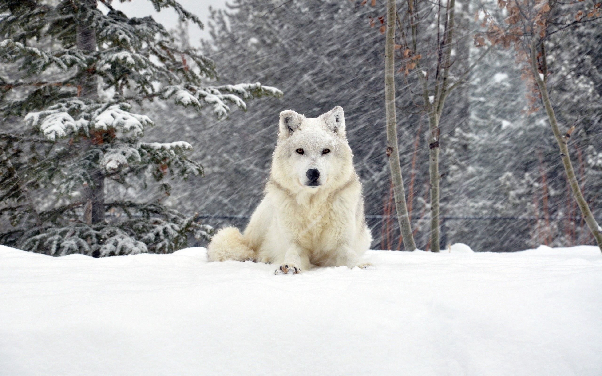 Arctic Wolf, Laden Sie das, Arctic wilderness, Serene beauty, 2560x1600 HD Desktop