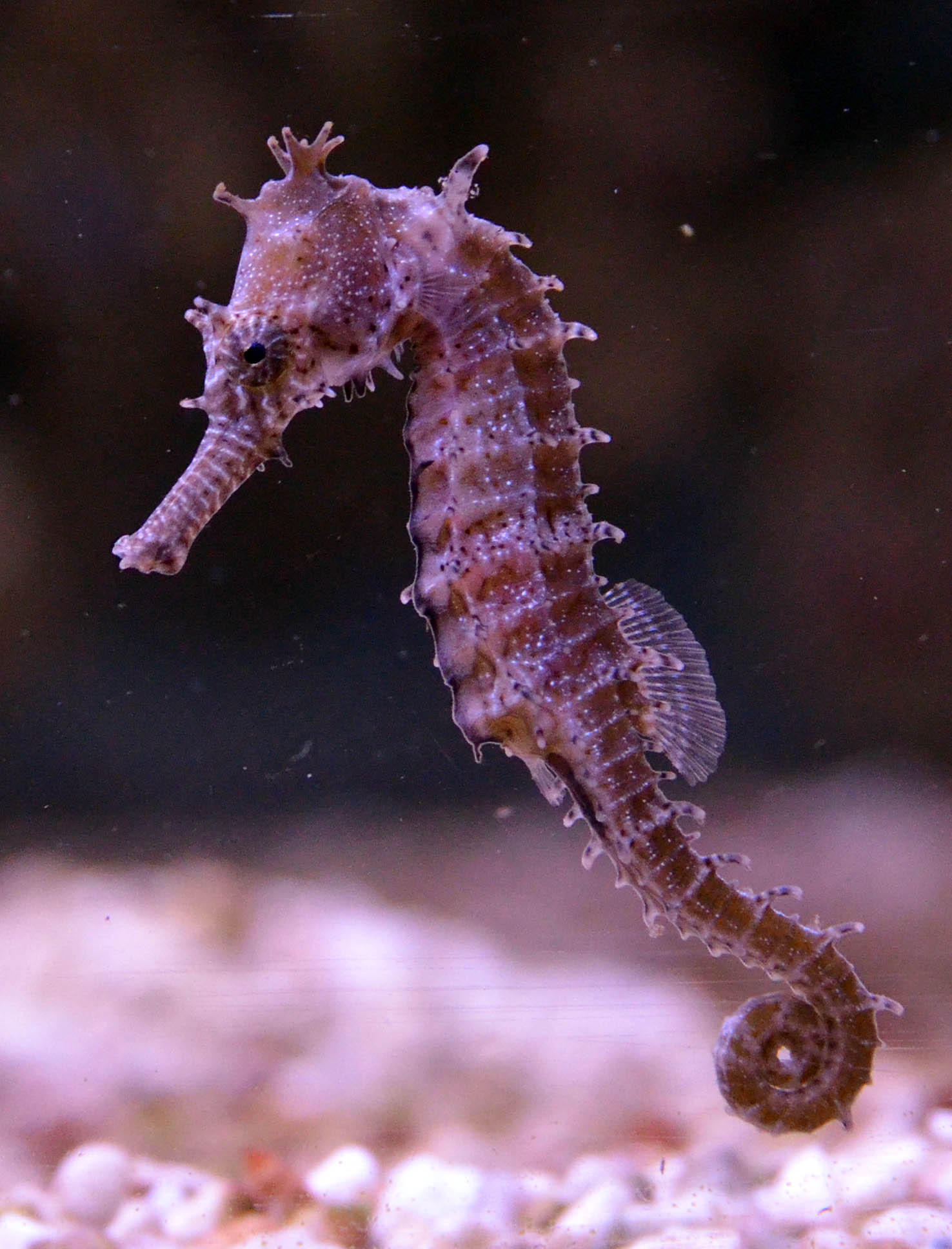 Seahorse, Genome sequencing, Evolution mechanisms, Research, 1480x1940 HD Handy